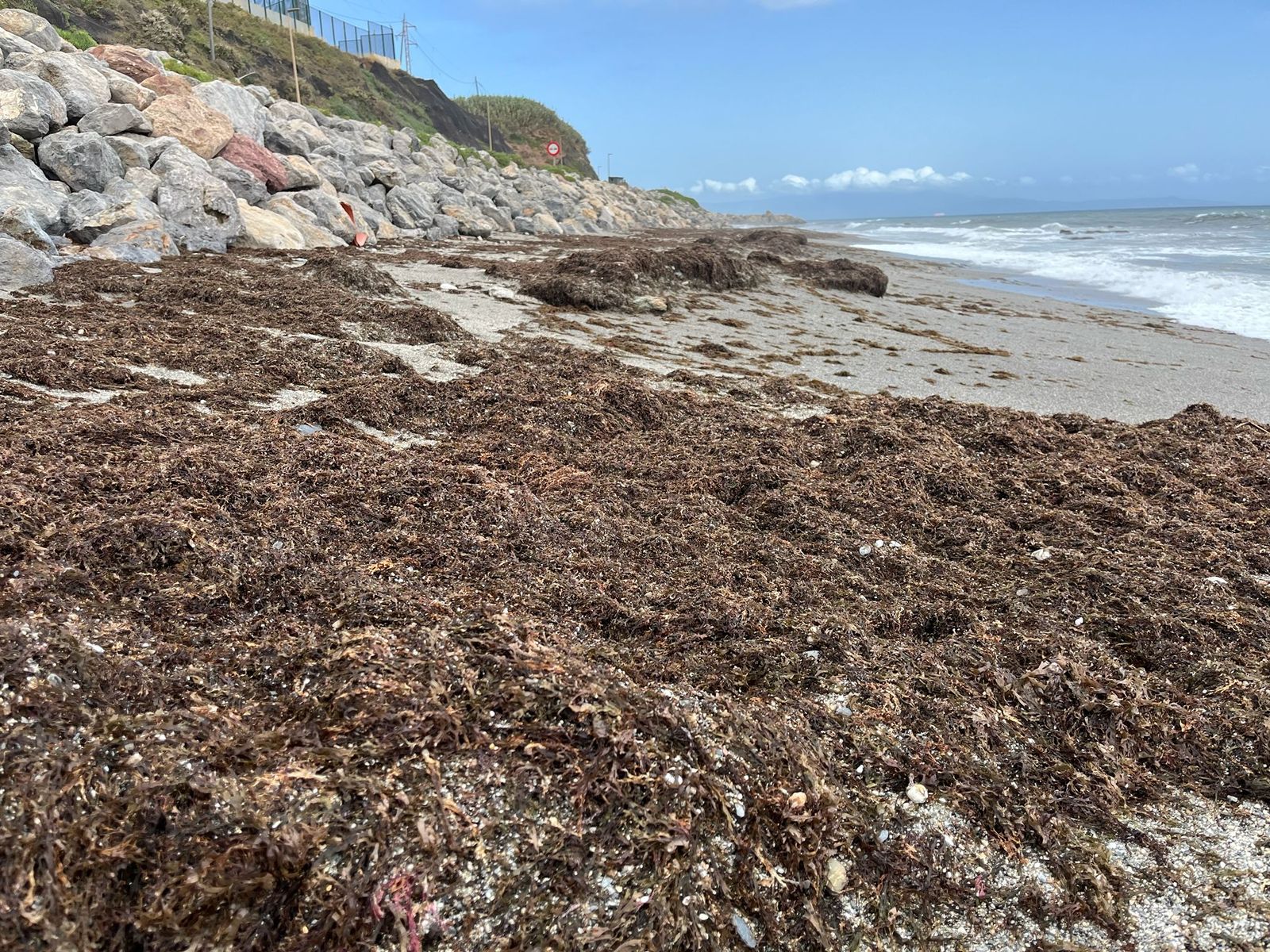 La Ciudad refuerza las tareas de limpieza en las playas ante la acumulación de algas por el levante