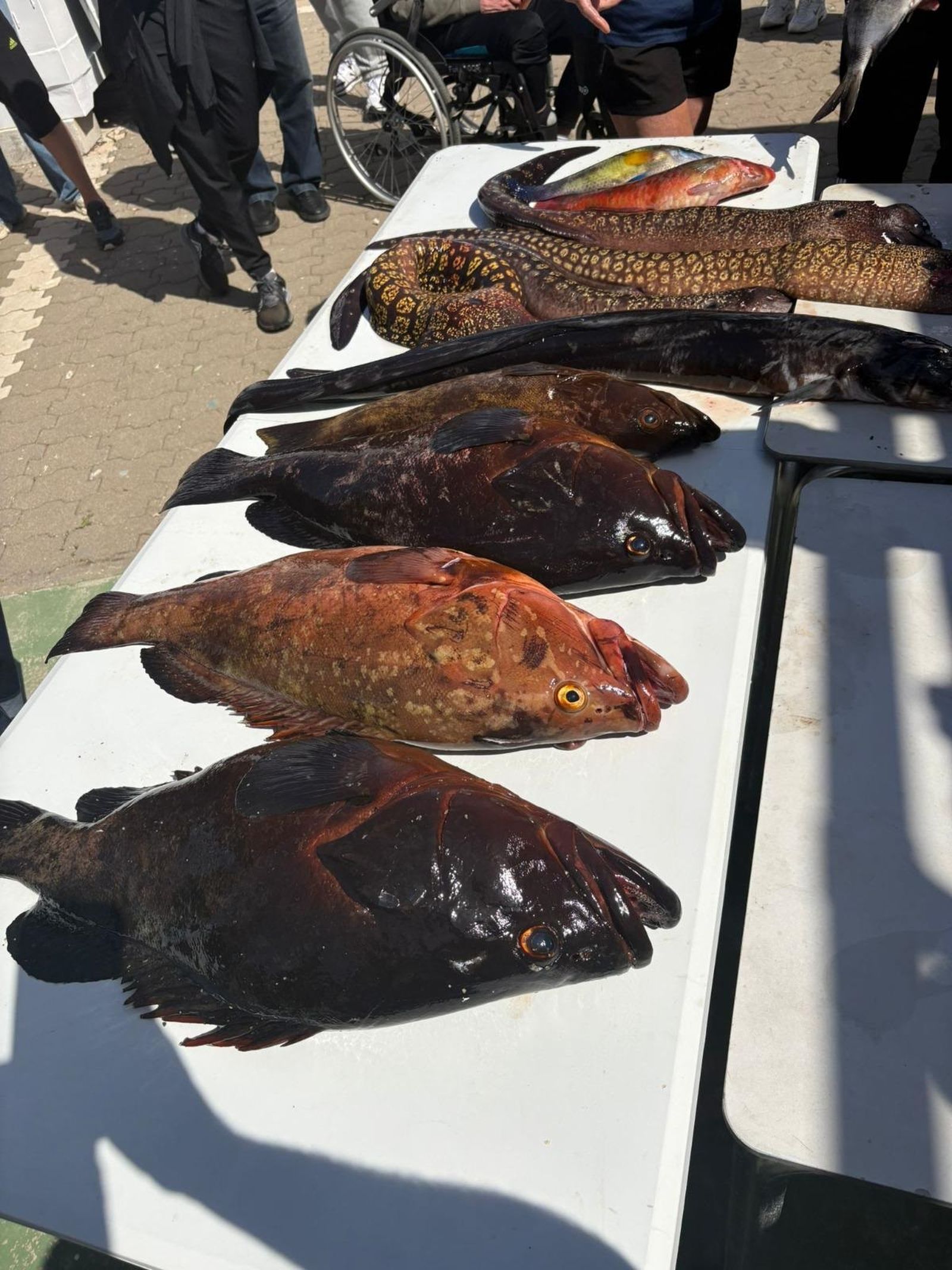 Jalid se impone en el campeonato local de pesca submarina celebrado en Ceuta