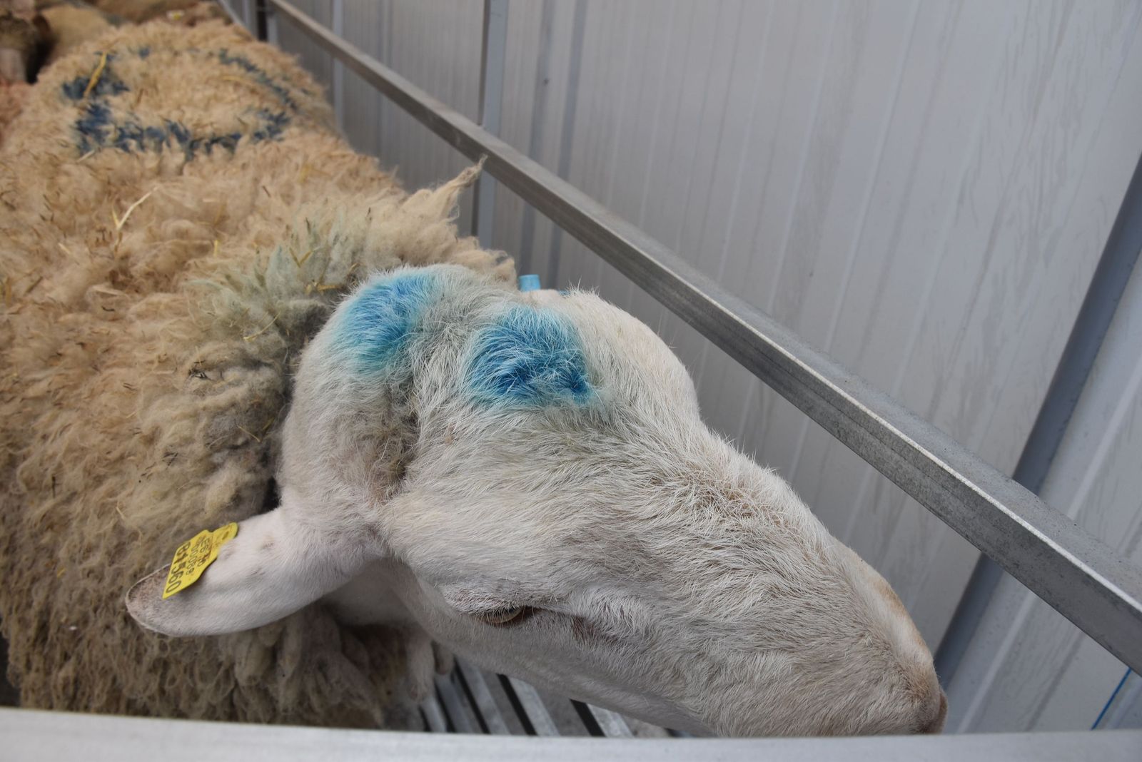 Así ha sido la visita de Benzina y Vivas al matadero de Hadú