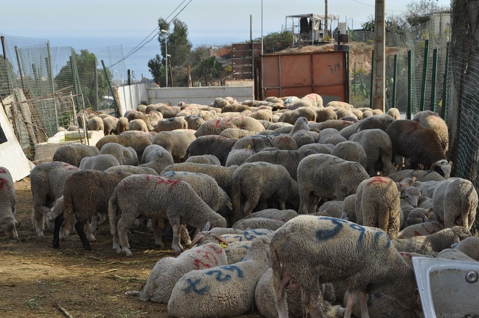 6788_marruecos-fiesta-sacrificio-cancelada