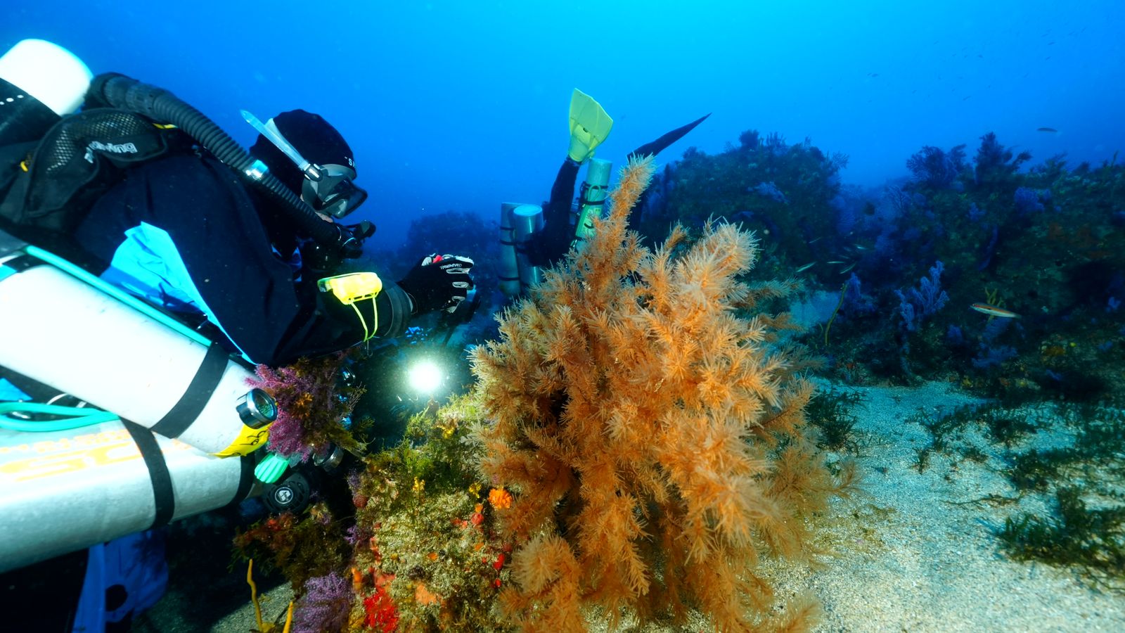 En Punta Almina se localizaron “bancos dispersos de varias especies hasta entonces desconocidas de coral negro (familia Myriopathidae) junto a ejemplares de Dendrophyllia ramea (coral candelabro) y Astroides calycularis (coral anaranjado)”.  En Punta Almina se localizaron “bancos dispersos de varias especies hasta entonces desconocidas de coral negro (familia Myriopathidae) junto a ejemplares de Dendrophyllia ramea (coral candelabro) y Astroides calycularis (coral anaranjado)”.