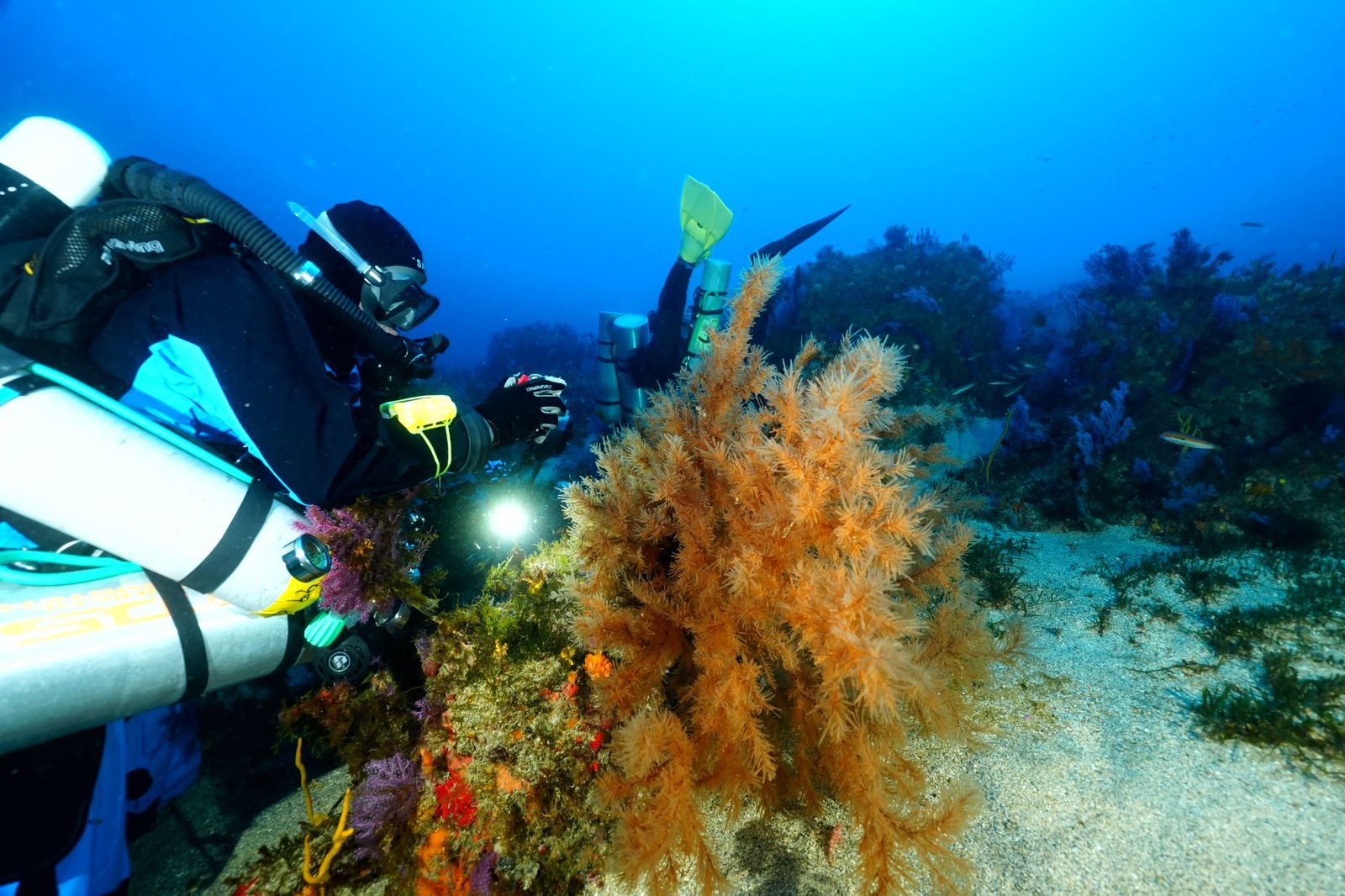 Un buceador inspeccionando una zona con corales en Ceuta