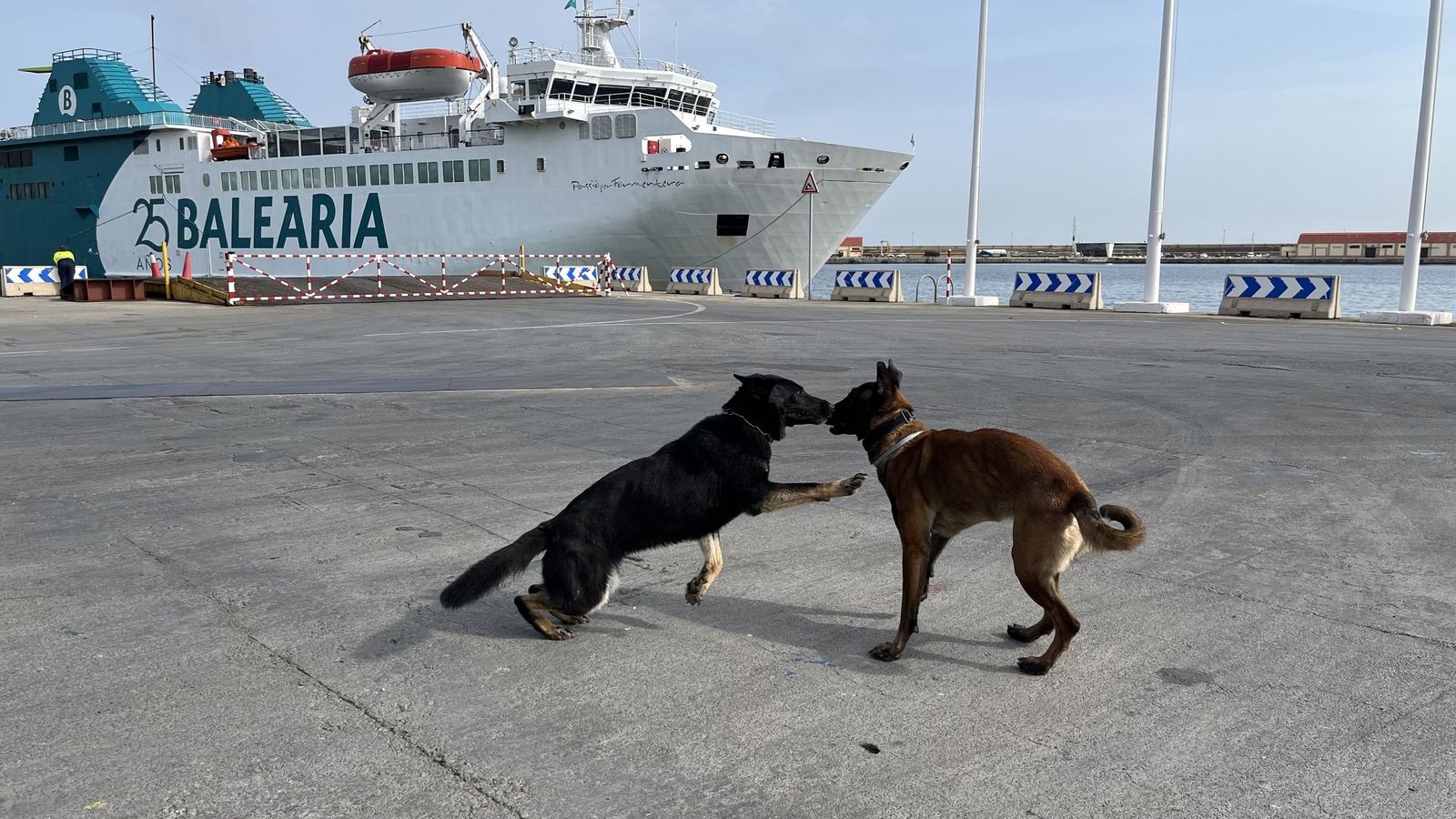Los caninos jugando en el Puerto entrar de iniciar el servicio