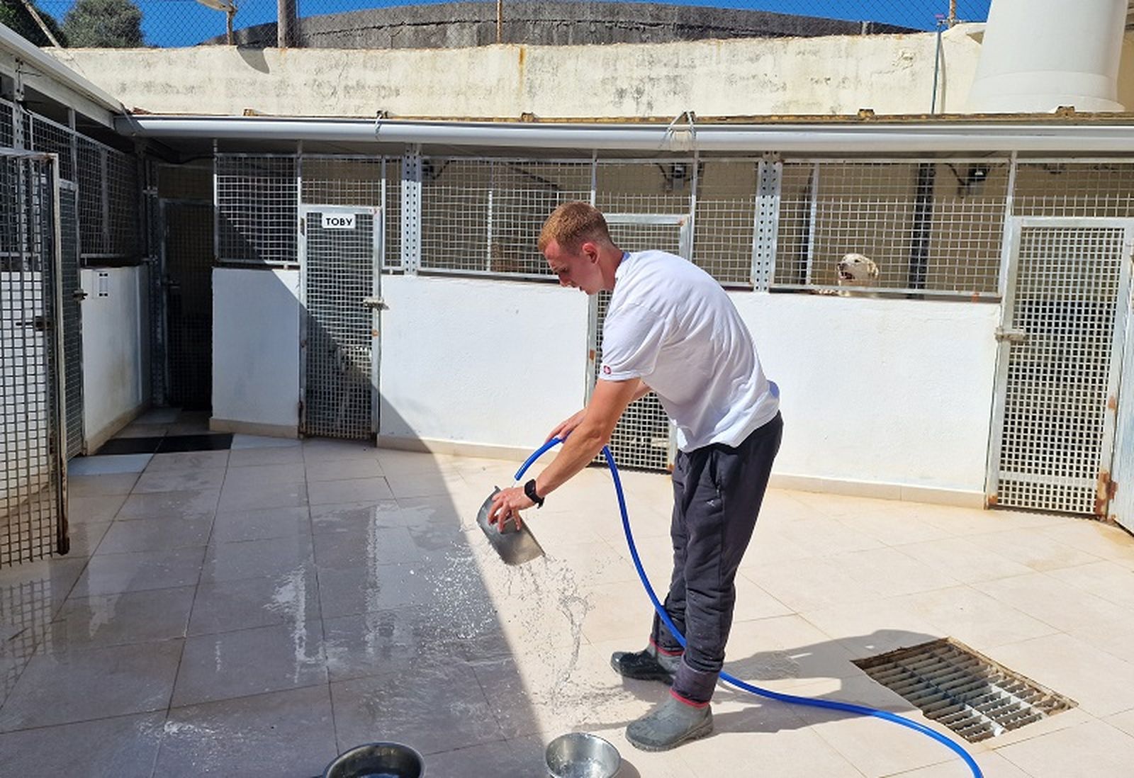Que los voluntarios acudan a pasear a los perros les permite a quienes allí trabajan realizar otras tareas. / FOTO CAW