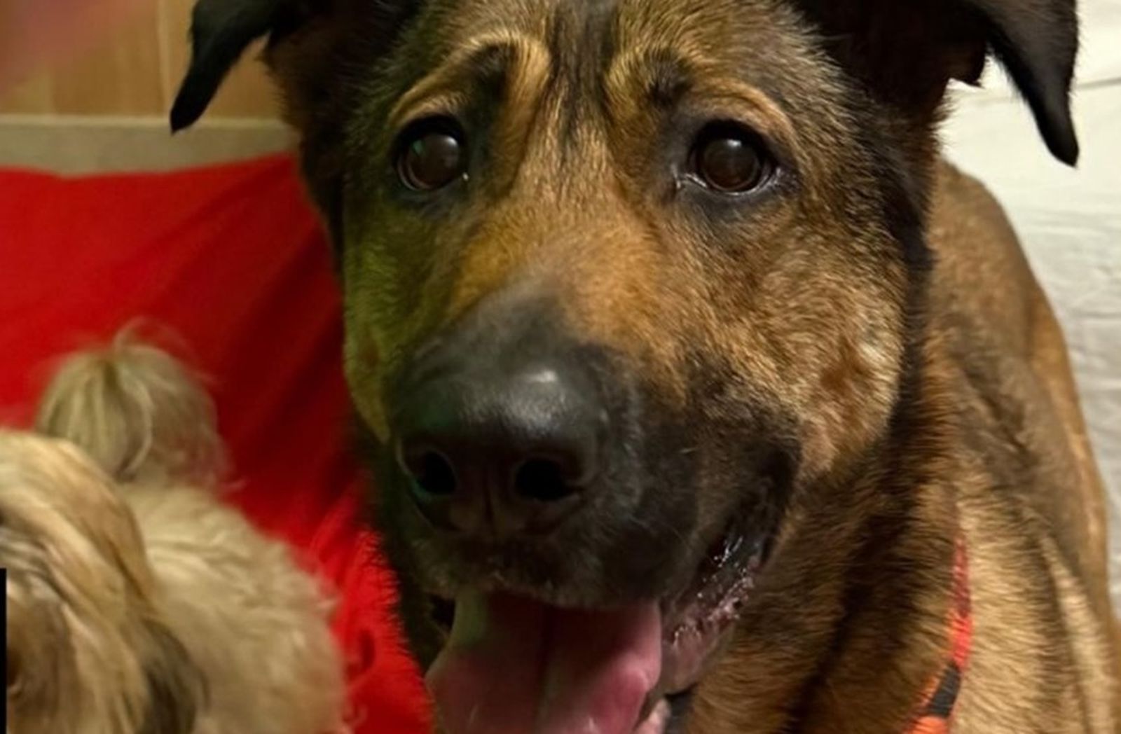 La identificación se produjo después de que una mujer reconociera al animal al ver su imagen difundida en Instagram y en publicaciones informativas