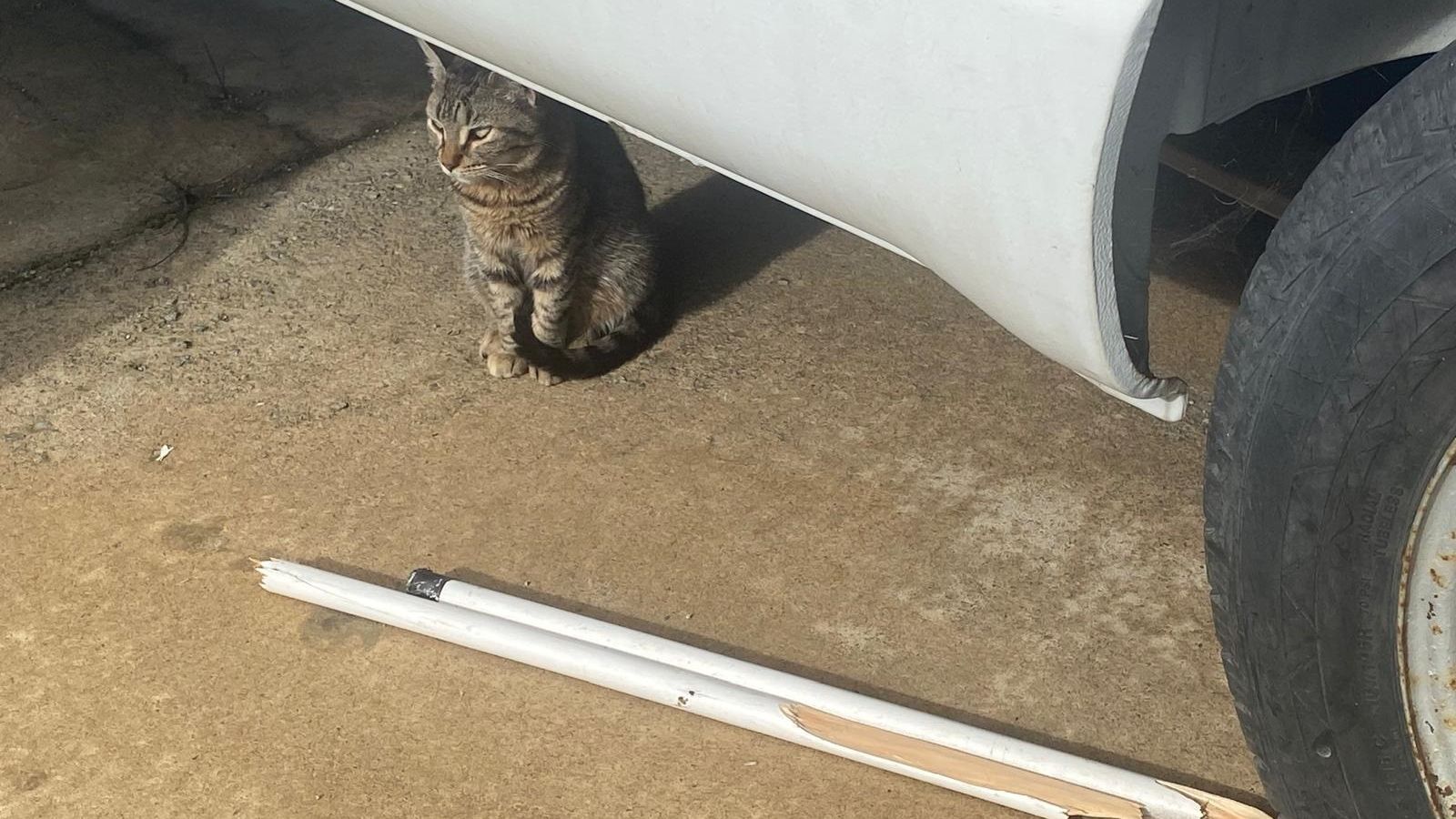 El palo utilizado en la agresión.