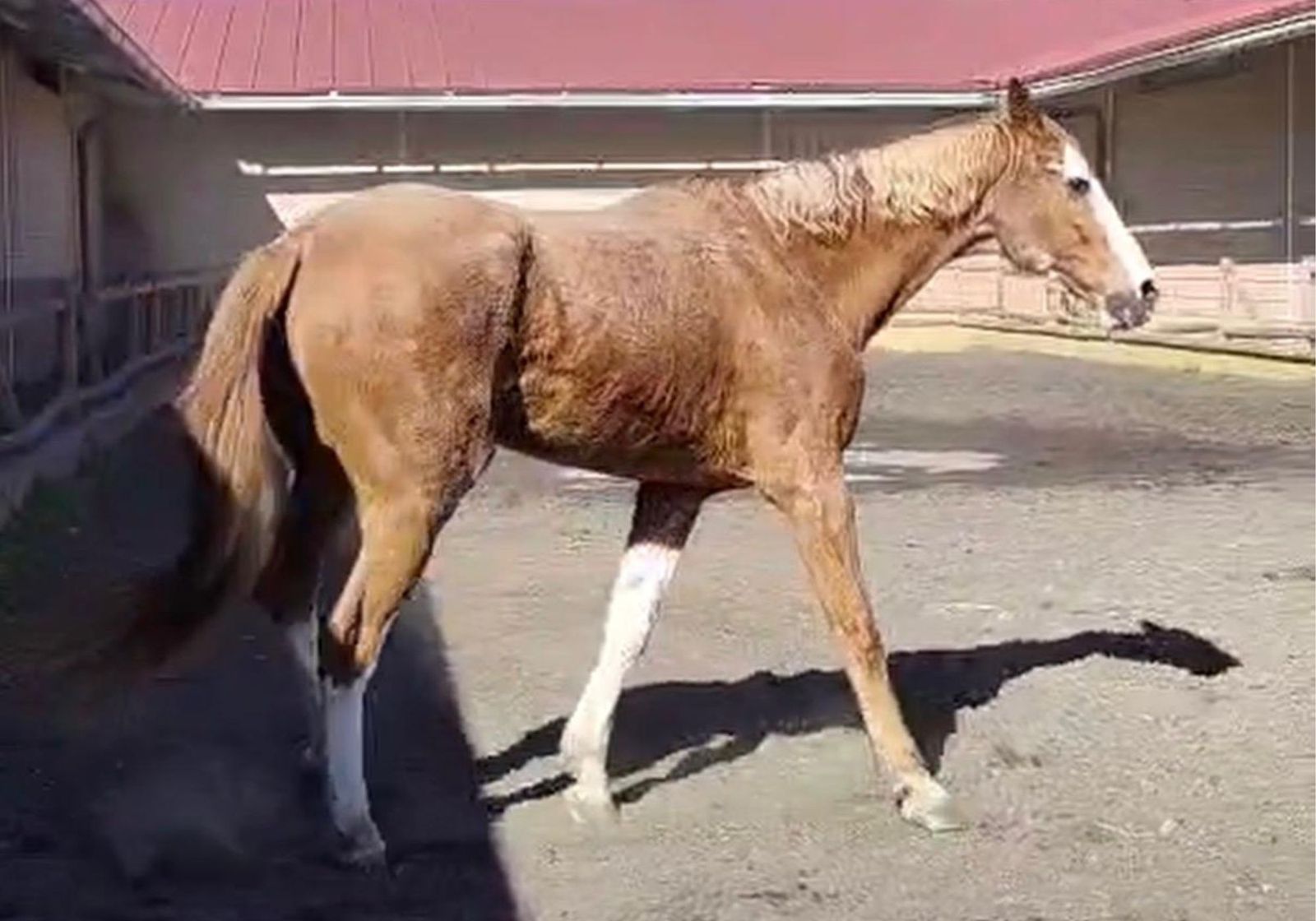Albero, el caballo que presentaba síntomas neurológicos.