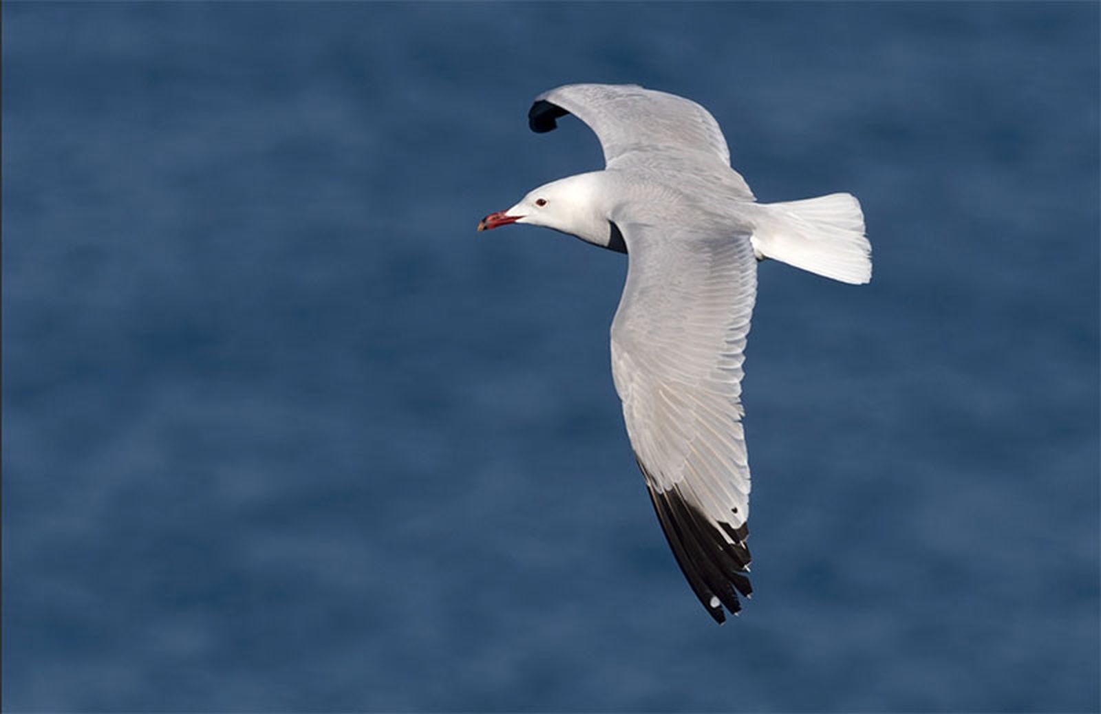 Gaviota de Audouin/FOTO AVESDECEUTA.COM
