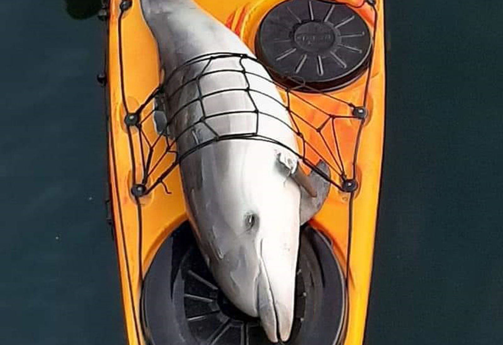 834_cria-delfin