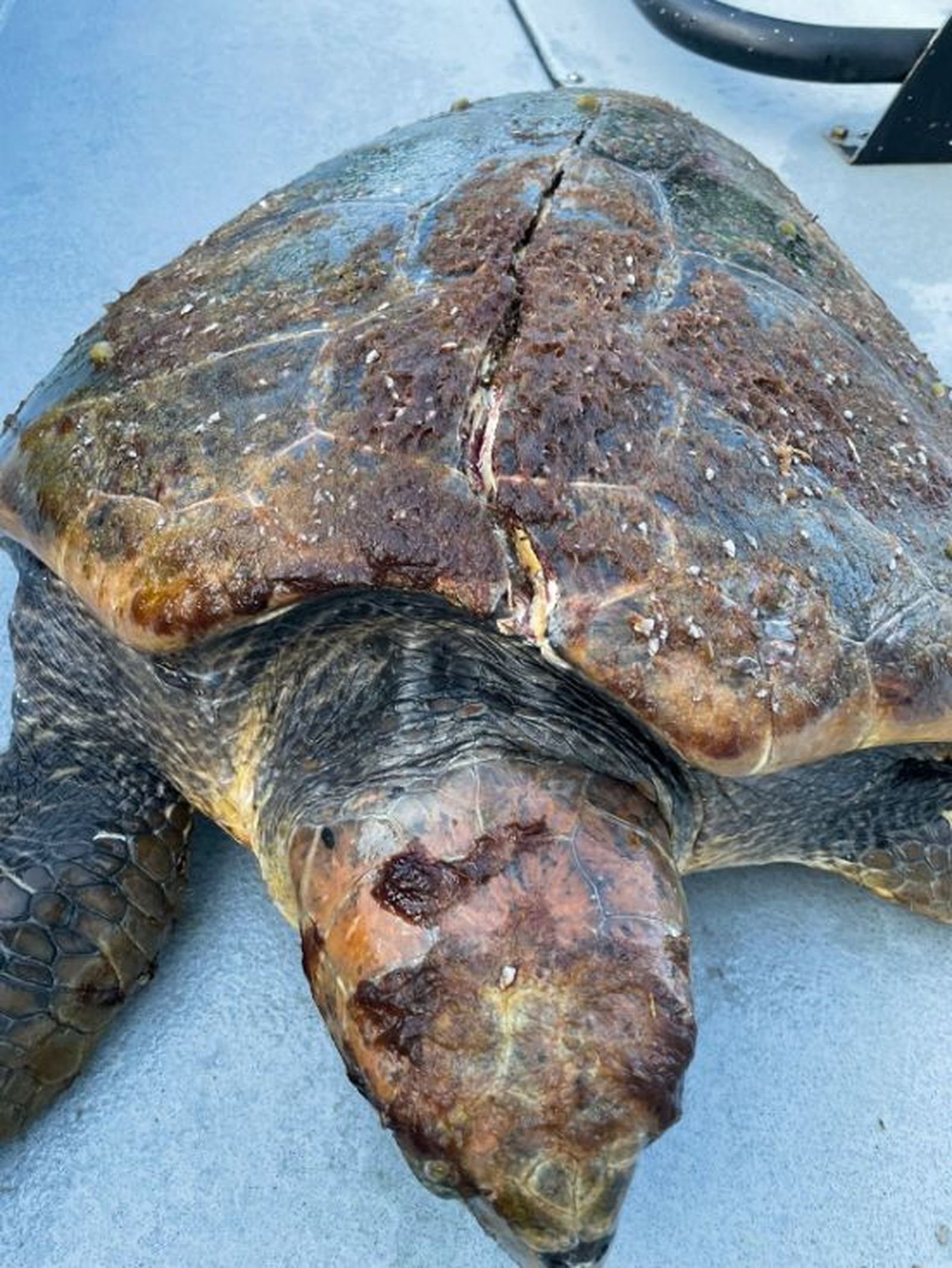 Tortuga Boba con el caparazón rajado./ FOTO CEDIDA