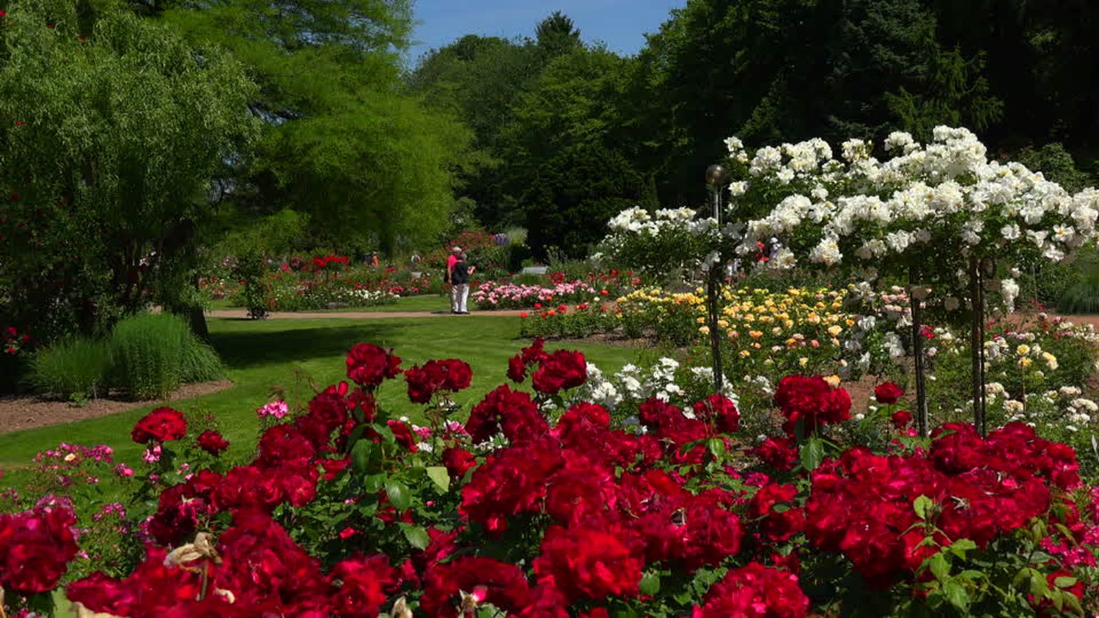 3012_flores-jardin