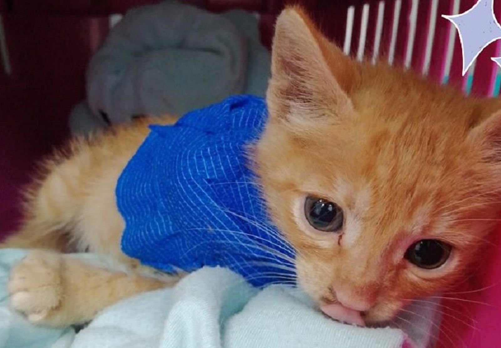 FOTO PROTECCIÓN ANIMAL CEUTA