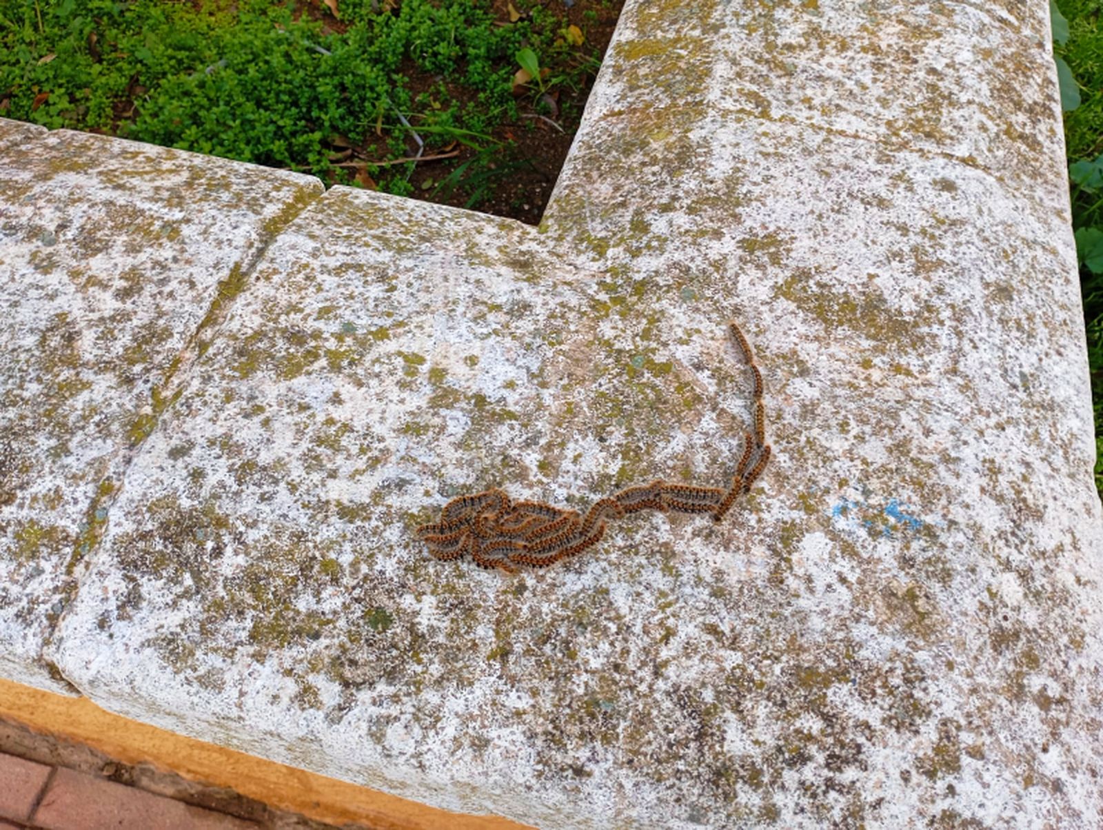 Imagen de las orugas en Parques de Ceuta / FOTO CORONADO