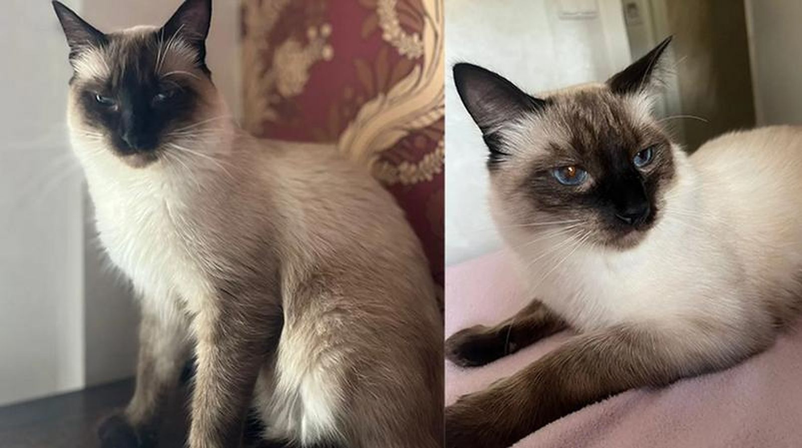 Gato desaparecido