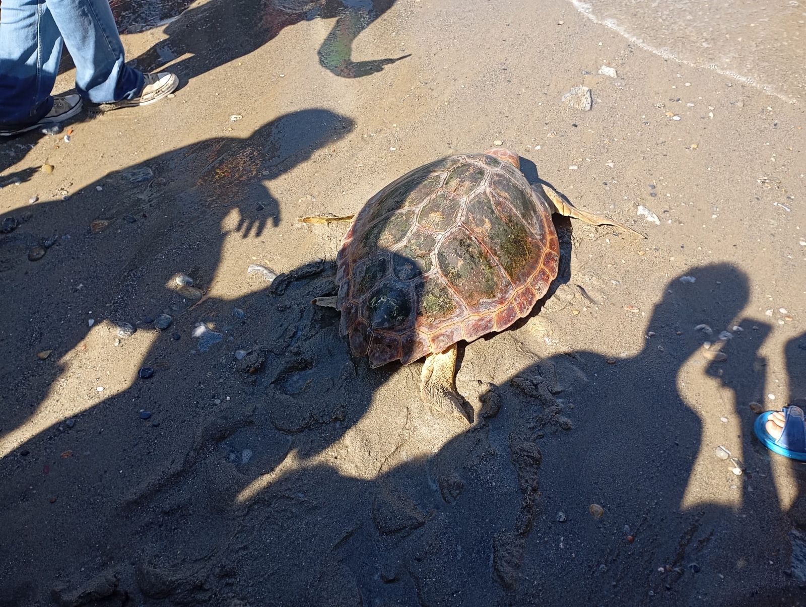 Bonita mañana ecológica en la playa de San Amaro