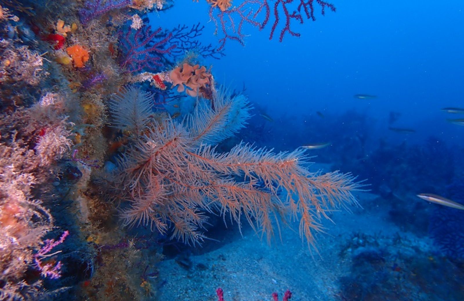 FOTO FUNDACIÓN MUSEO DEL MAR