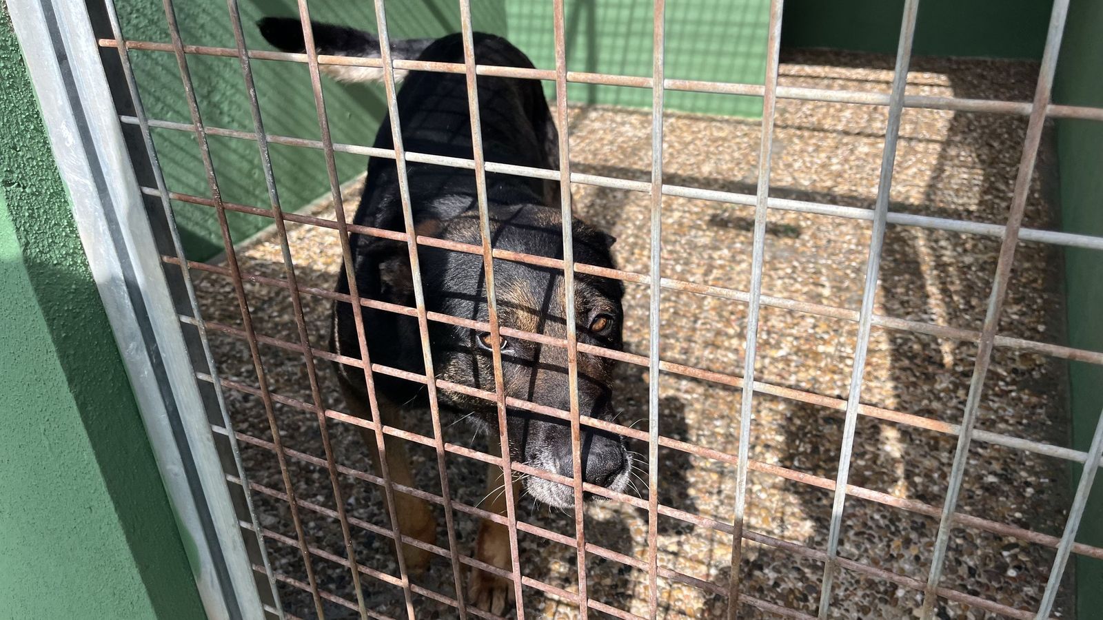 La perrera del Grupo Cinológico ha sido rehabilitada recientemente