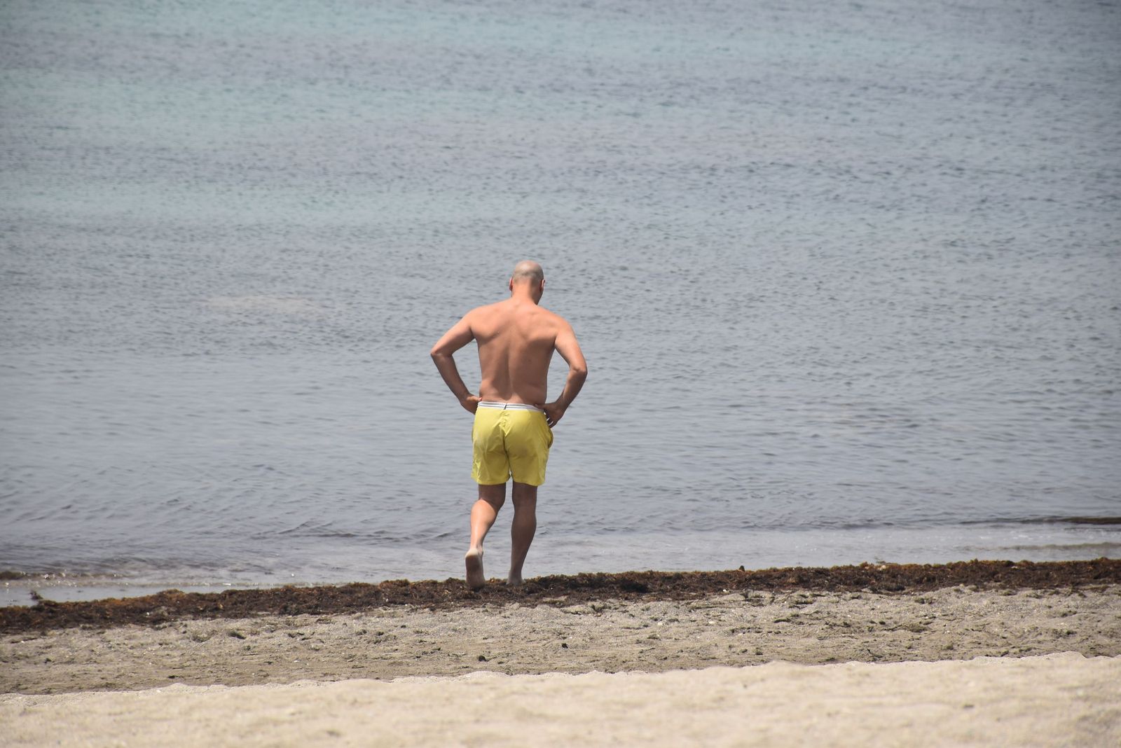 Un bañista pasea sobre el alga asiática en la playa de La Ribera