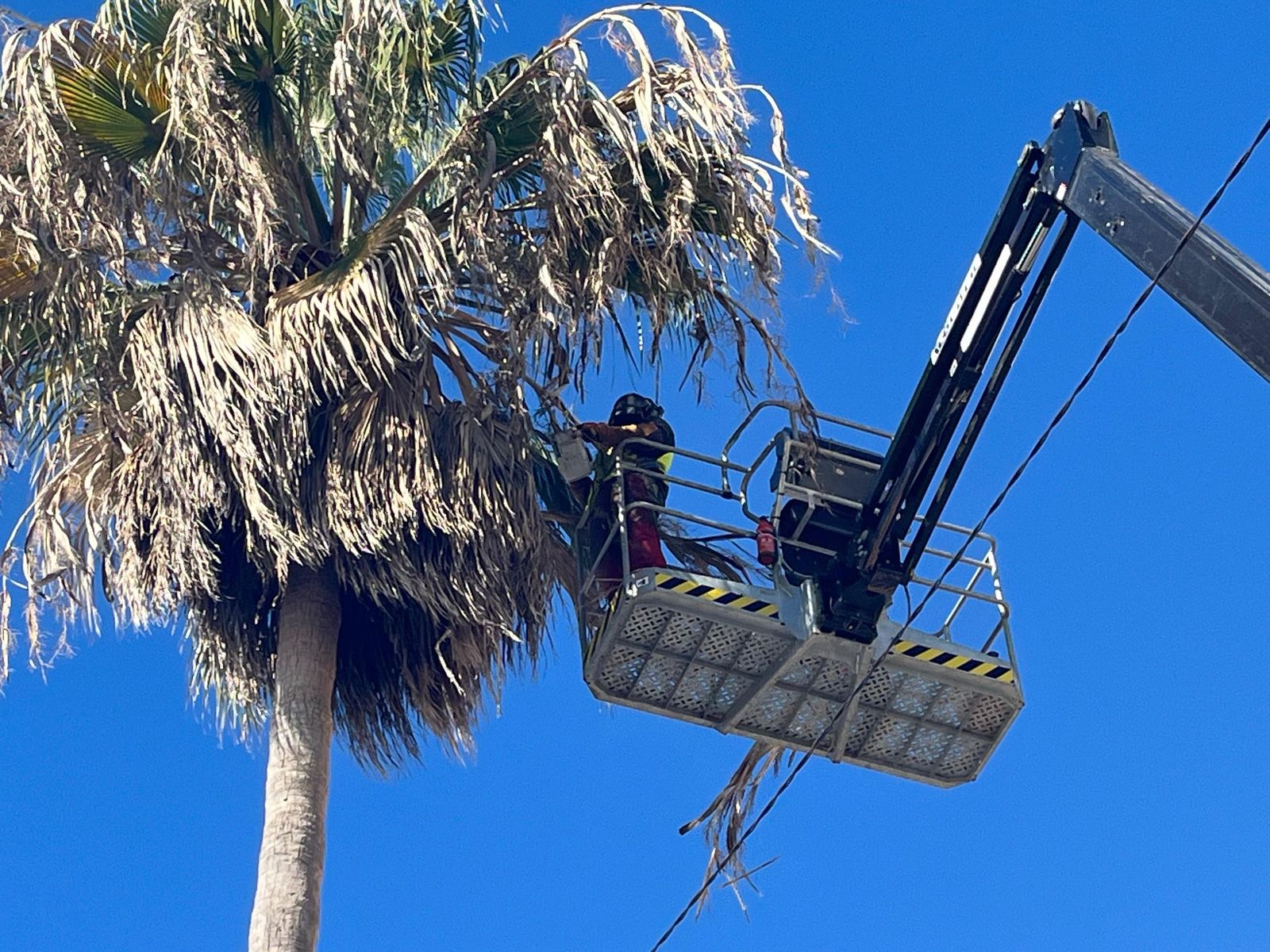 Uno de los jardineros podando una palmera.