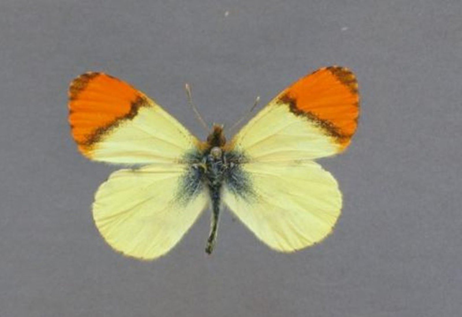 7907_anthocharis-belia-kyie-1200x630abc 7907_anthocharis-belia-kyie-1200x630abc