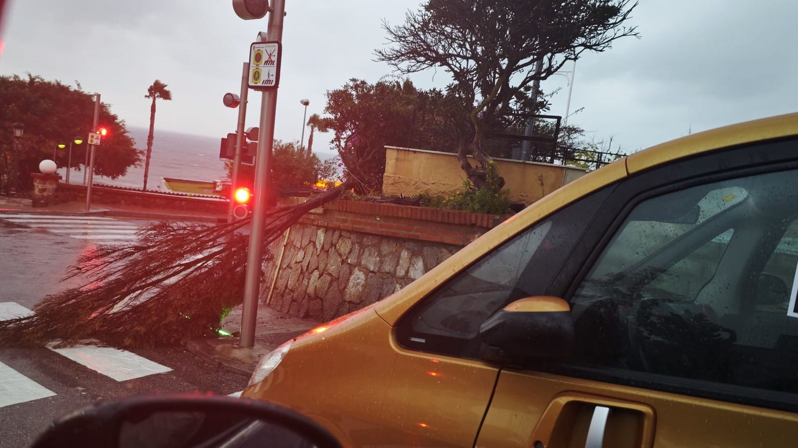 Un árbol tronchado por efecto del viento