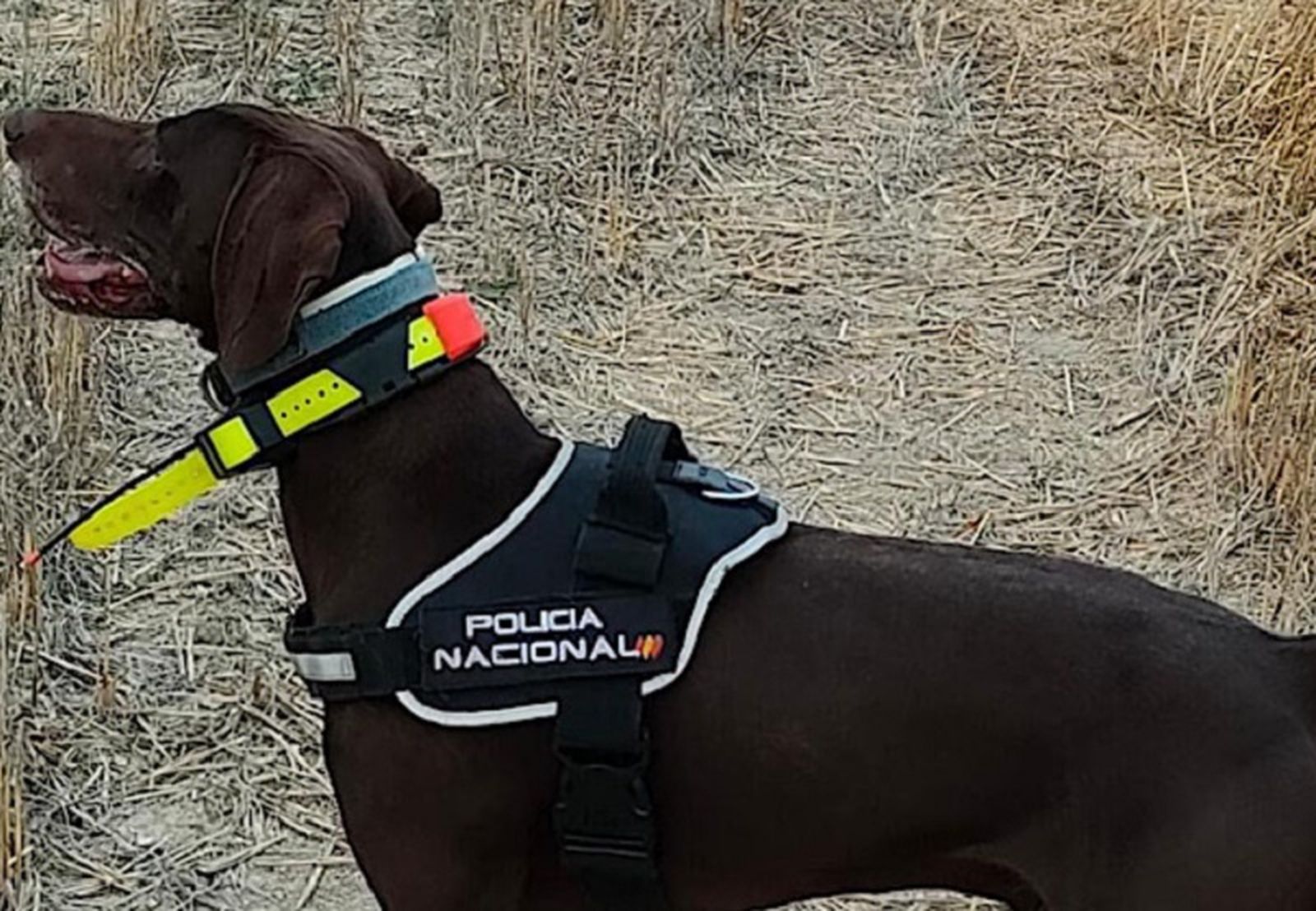 FOTO POLICÍA NACIONAL