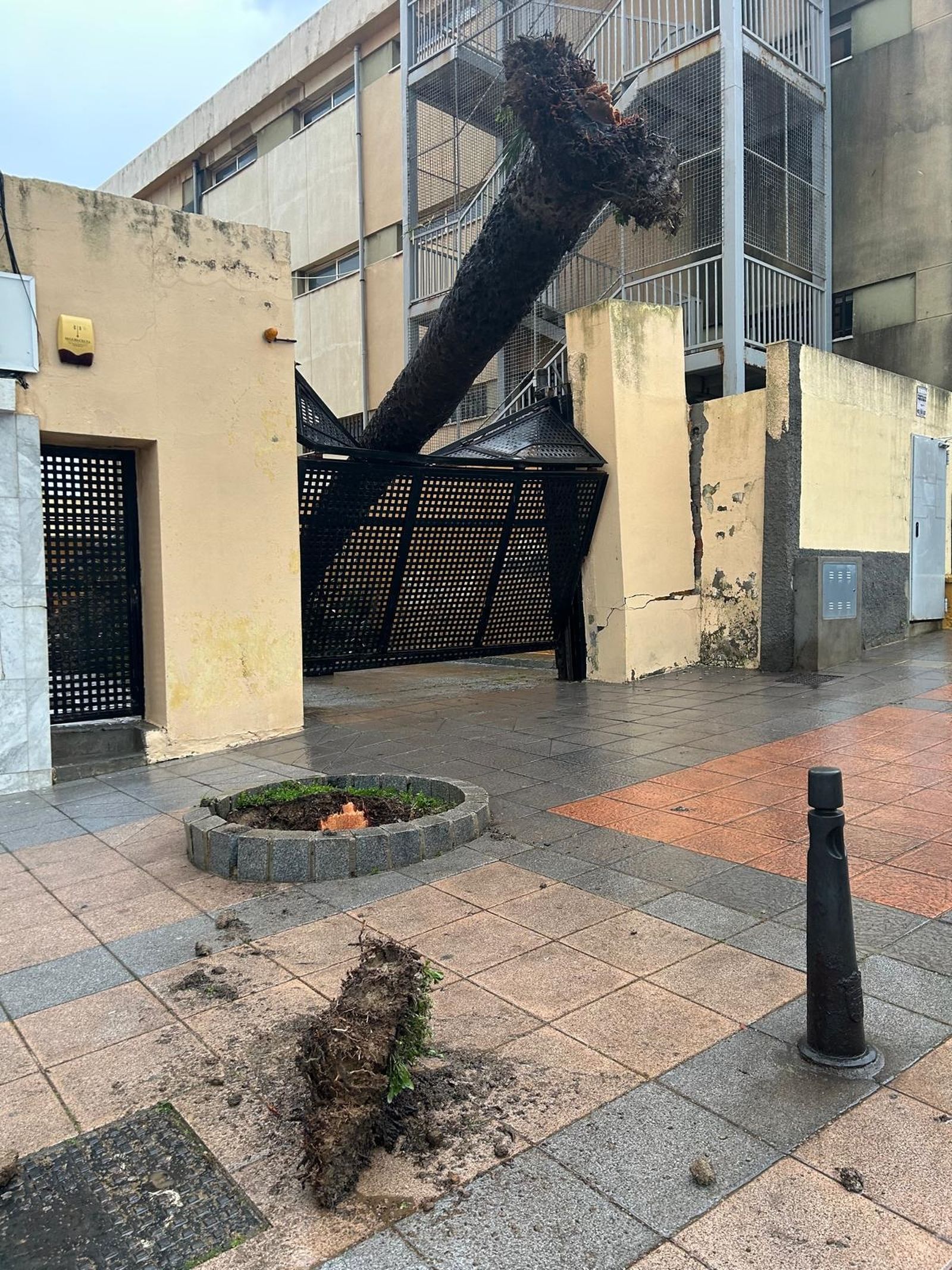 Palmera caída en la avenida España