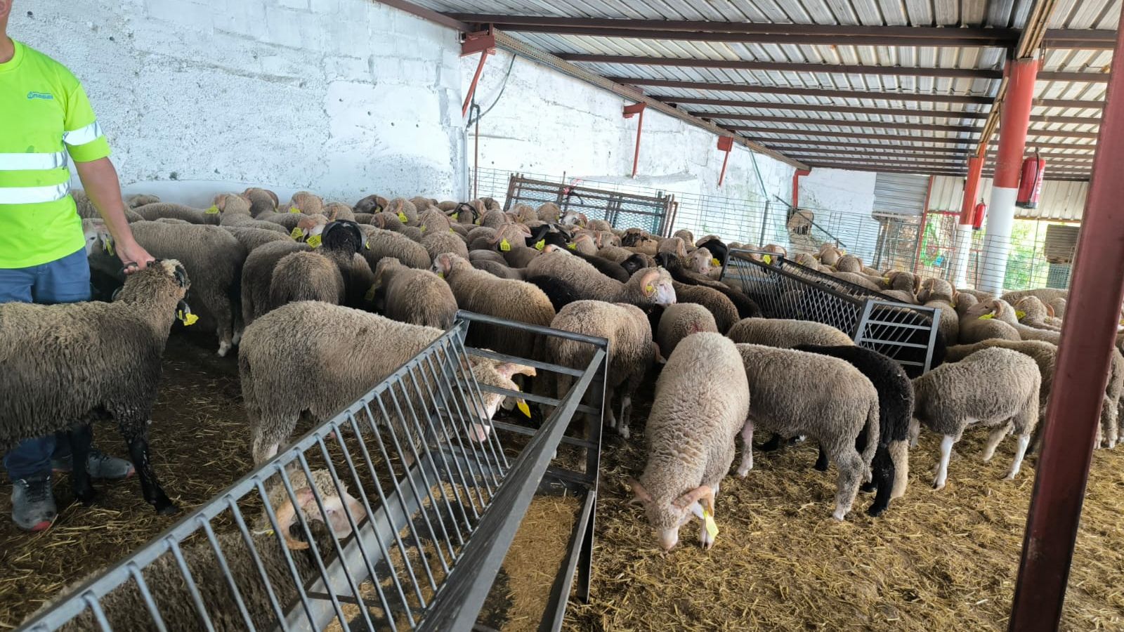Arranca la cuenta atrás para la Fiesta del Cordero en Ceuta