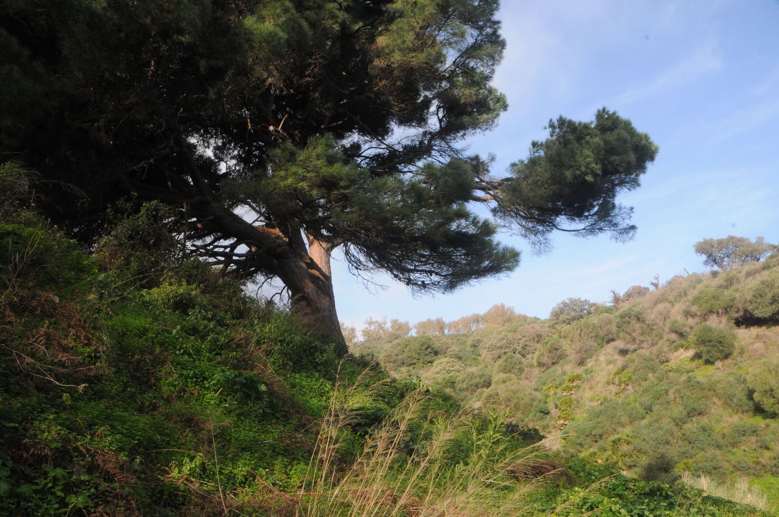 Un clamor ecologista reclama una actuación urgente para salvar el pino bicentenario de Calamocarro