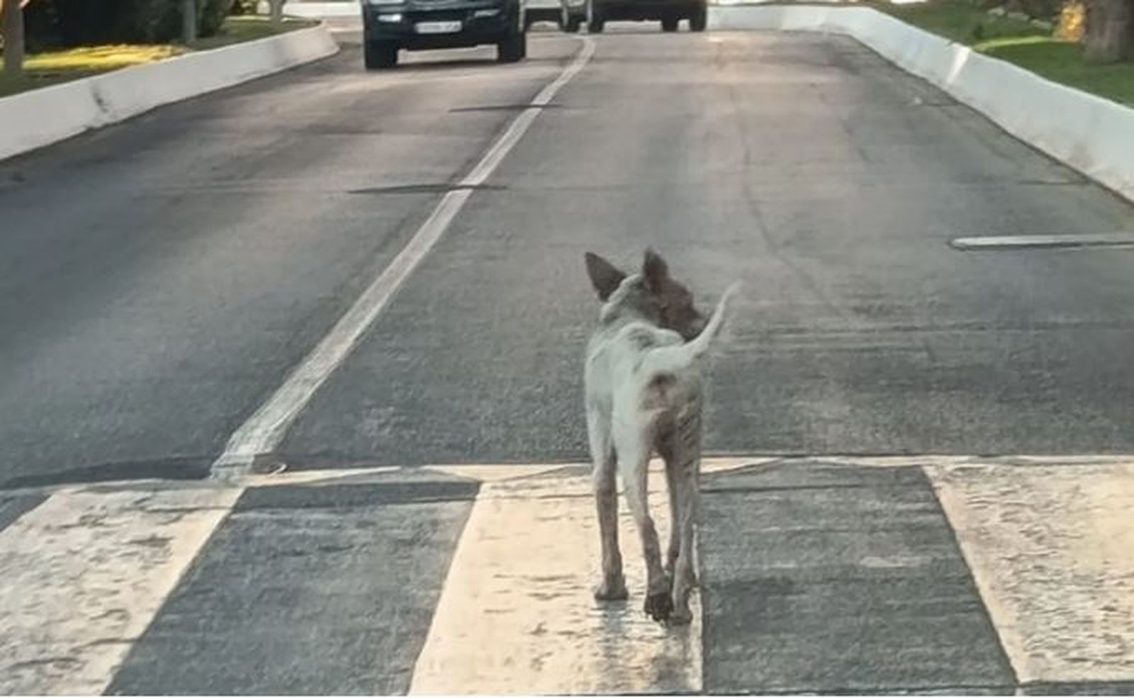 Imagen de un perro callejero