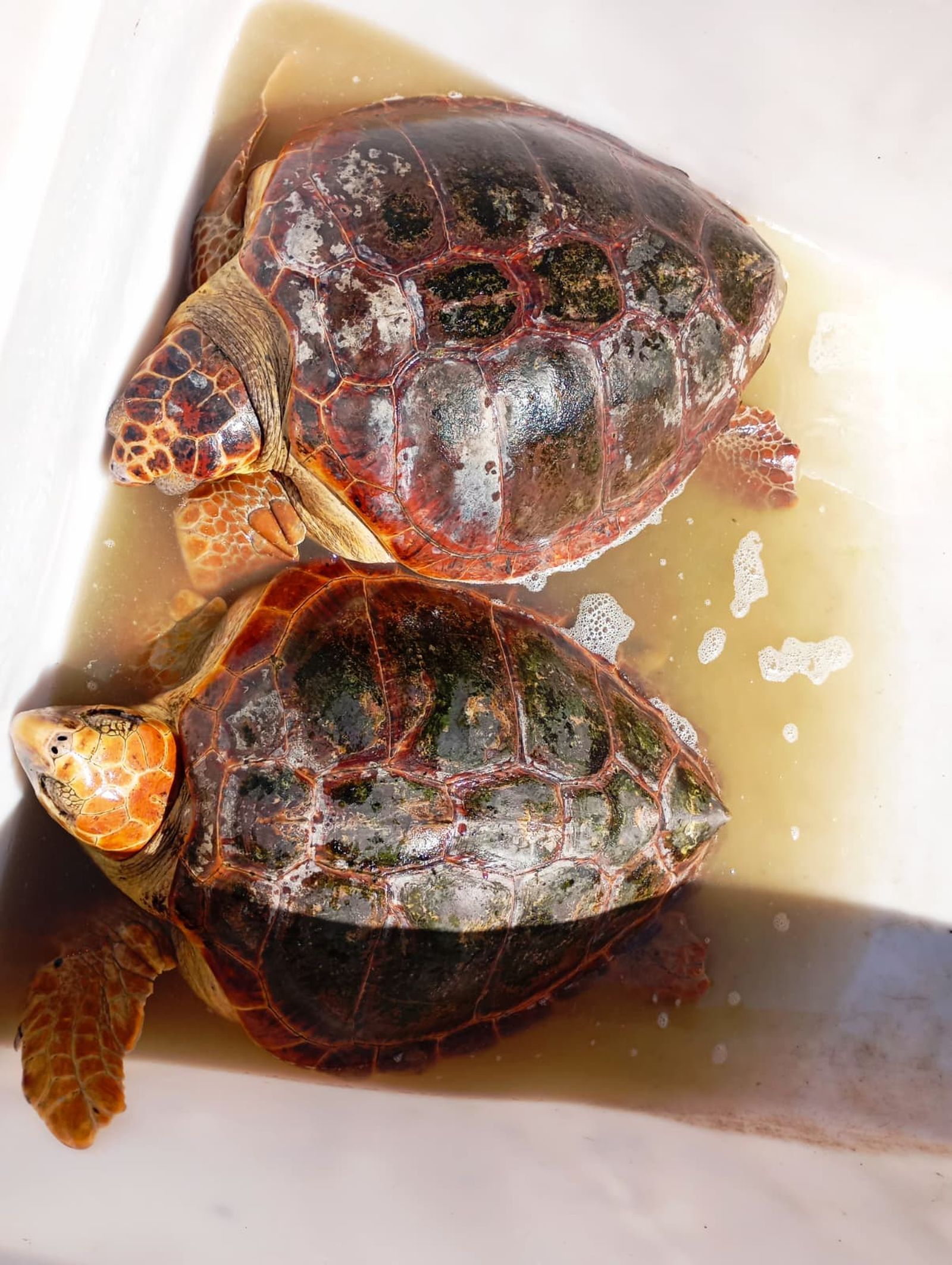 Bonita mañana ecológica en la playa de San Amaro