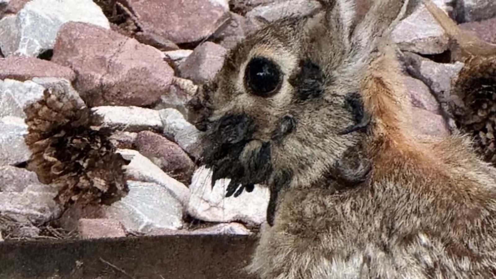 3865_conejo-tentaculo