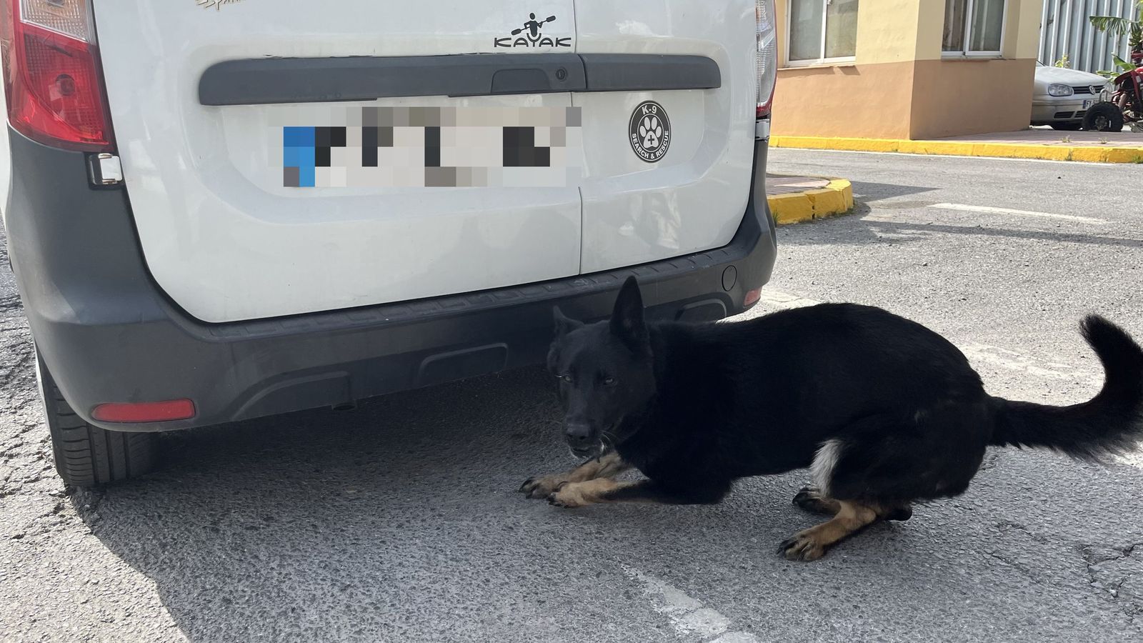EL grupo Cinológico es fundamental en los controles que se realizan a la entrada del Puerto