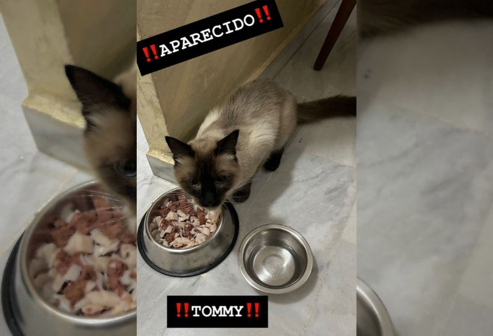 El gato Tommy ha reaparecido. El gato Tommy ha reaparecido.