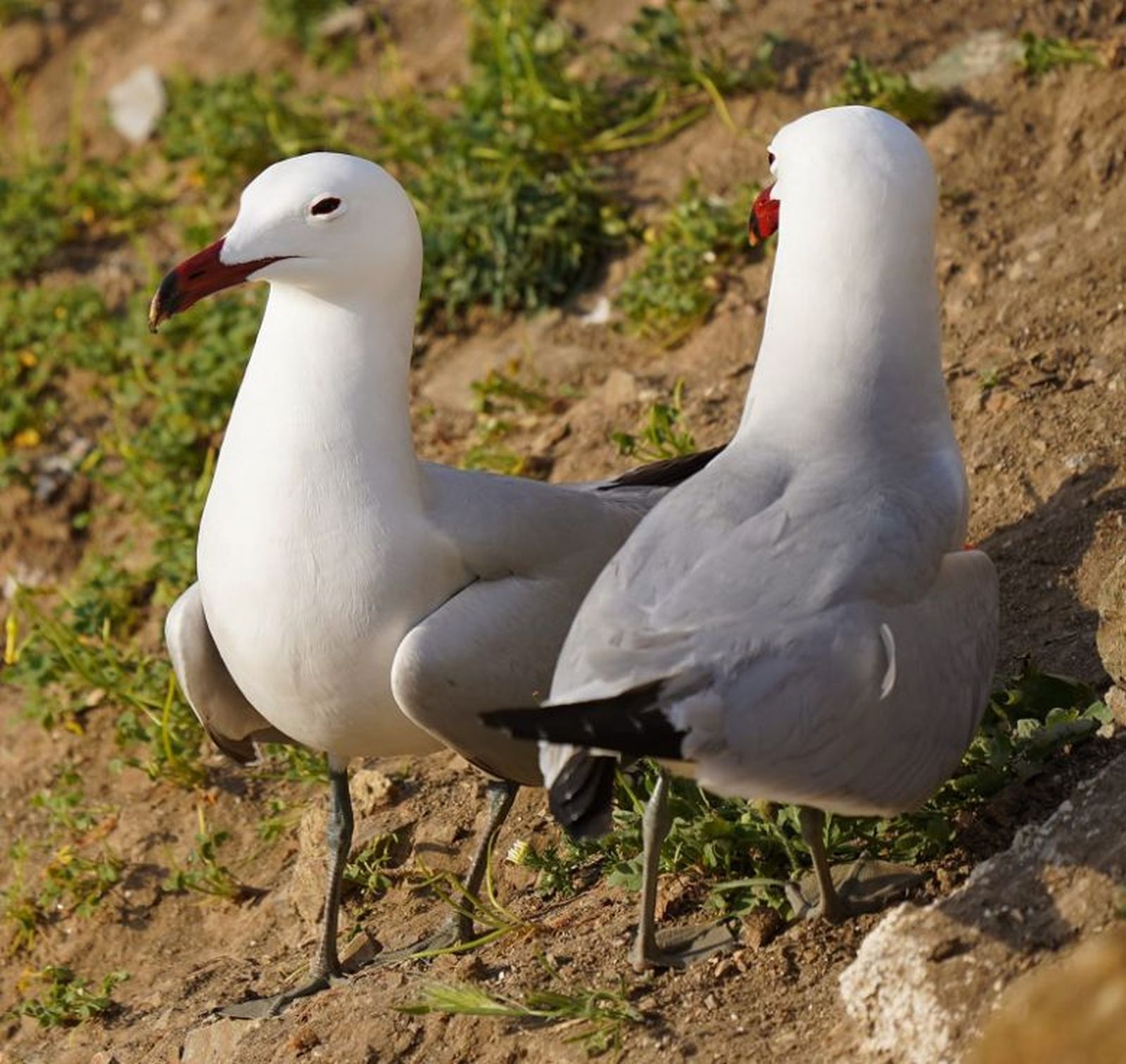 FOTO MIGUEL ÁNGEL GUIRADO FOTO MIGUEL ÁNGEL GUIRADO