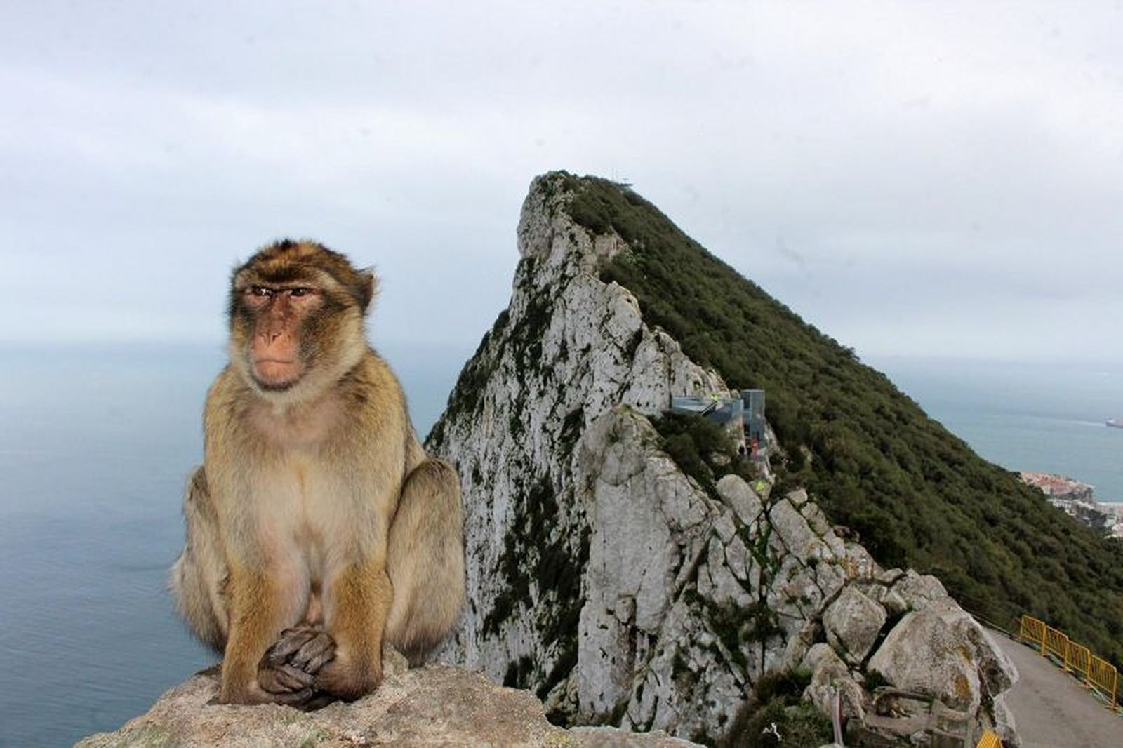 4847_por_que_hay_monos_en_el_penon_de_gibraltar_24072_orig