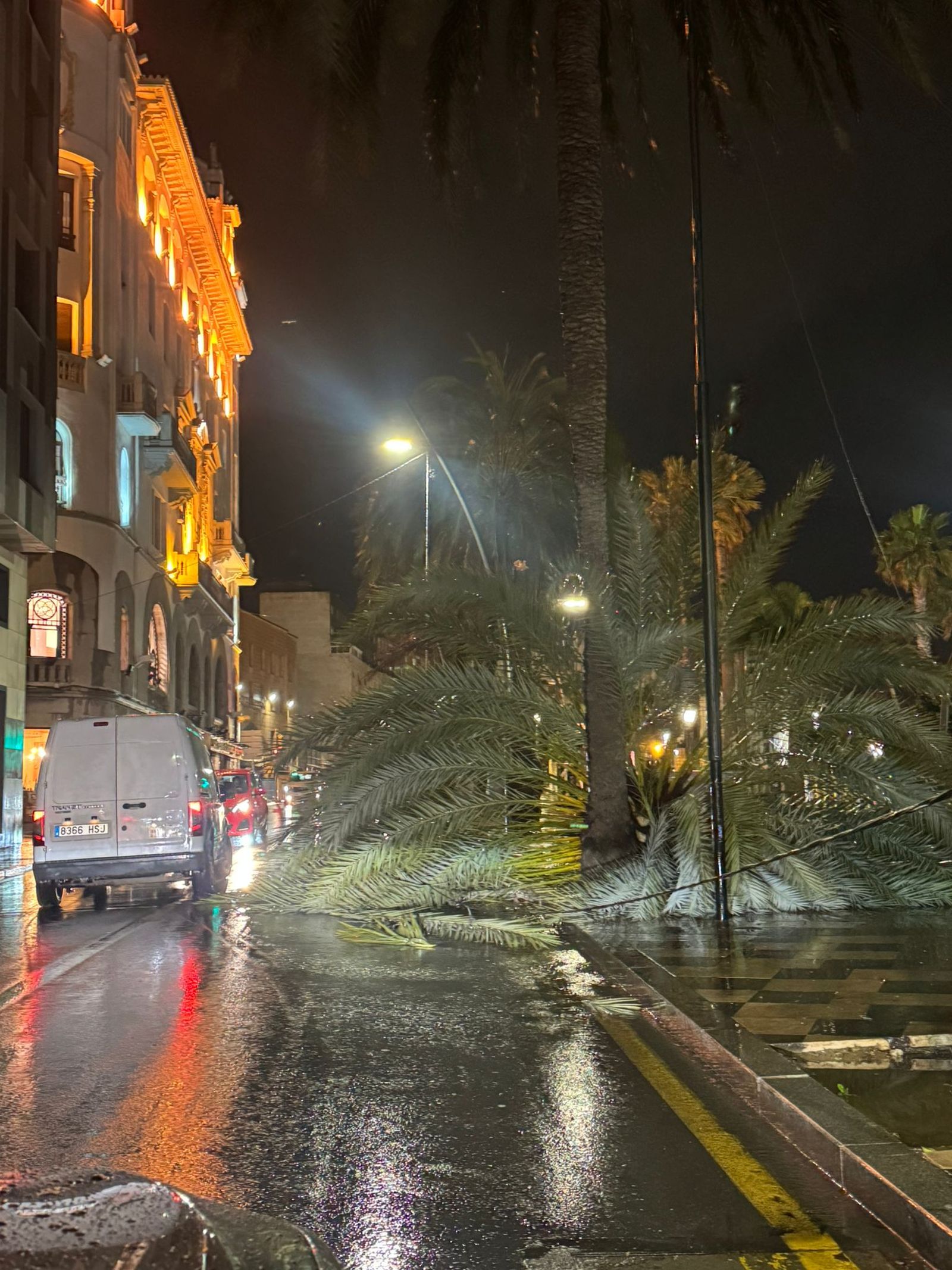 Una de las palmeras caída en la zona de La Marina obstaculizando parte de la calzada