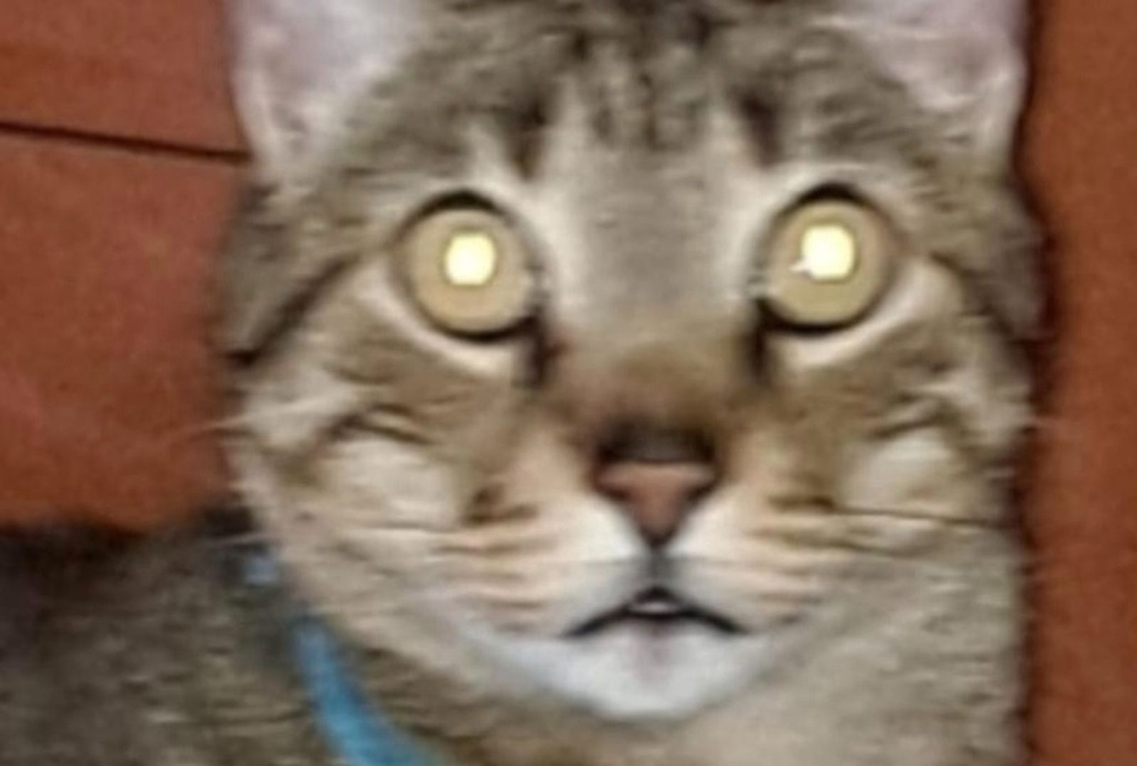 el gato lleva 16 años viviendo con ellos y nunca ha estado en la calle, lo que ha incrementado su preocupación por su paradero