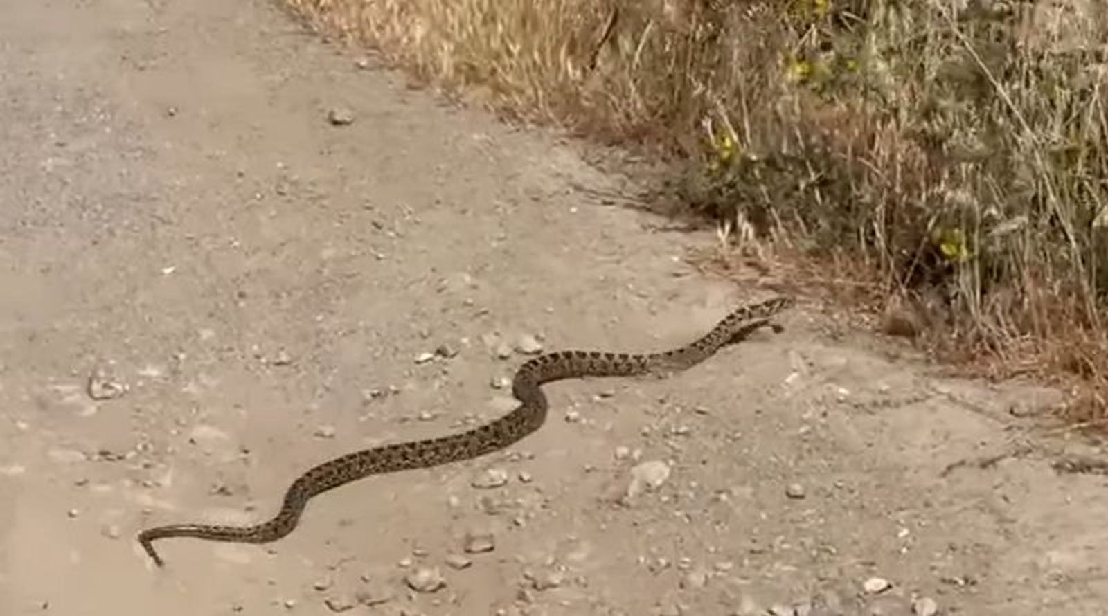 FOTO VÍDEO DEFENSA DEL ÁRBOL  URBANO