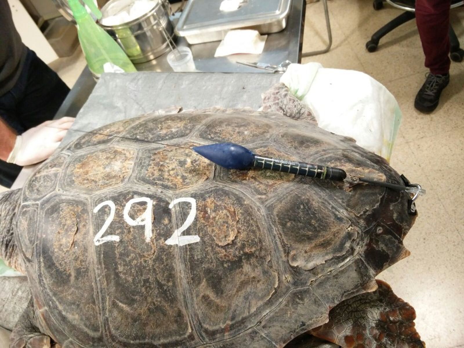 Chip de localización / FOTO OCEANOGRÁFICO DE VALENCIA