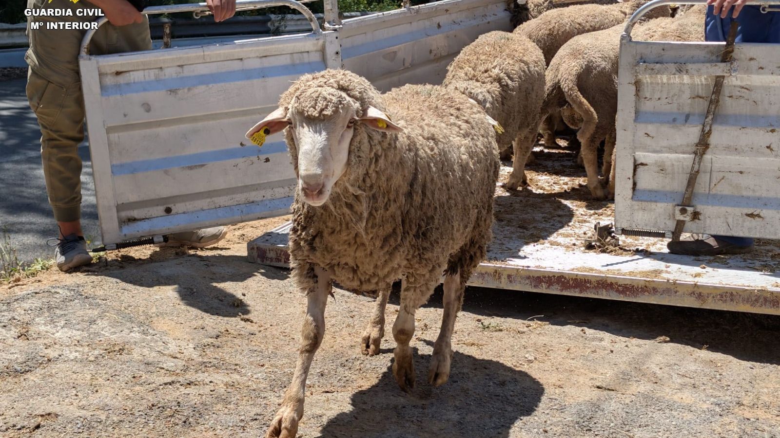 Los animales, en perfecto estado