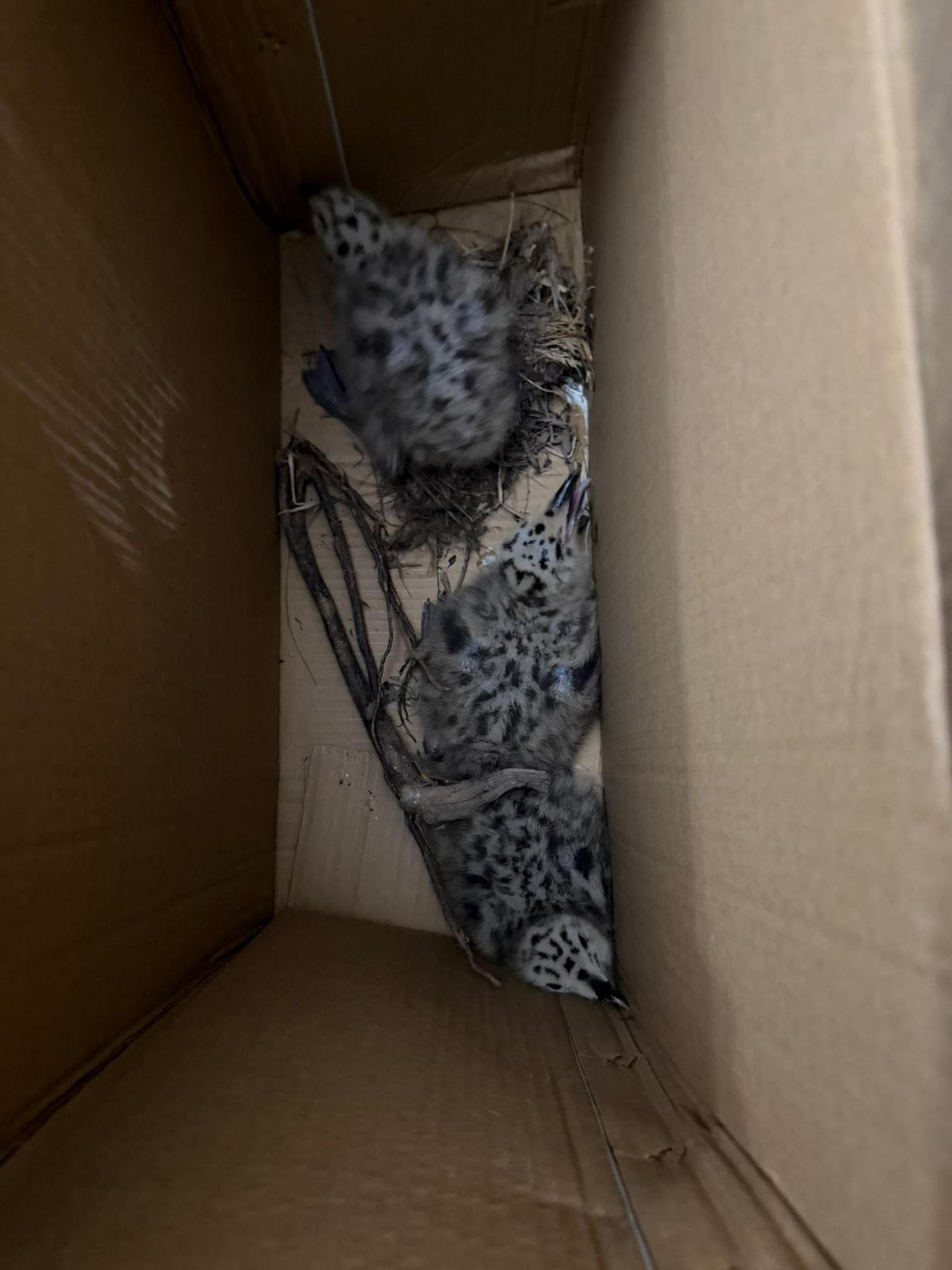 DAUBMA denuncia la retirada de un nido de gaviota con crías en el solar del Portuario