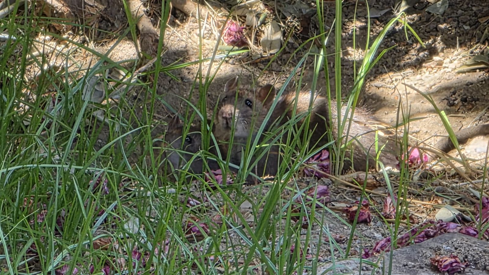 Imagen de una de las ratas en la jardinera del portón 18 del Polígono Virgen de África