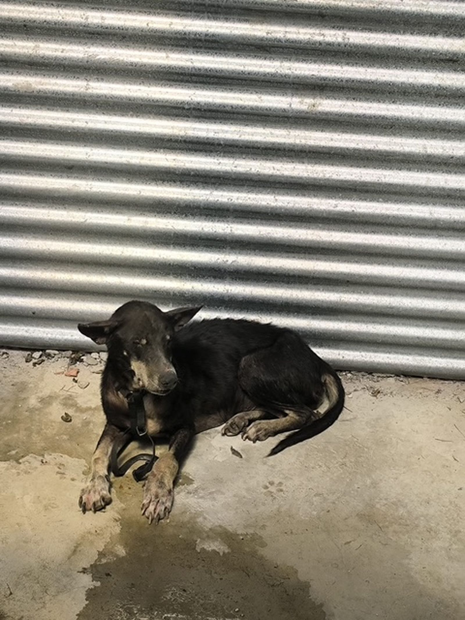 El perro al que se le ha detectado la rabia en Ceuta