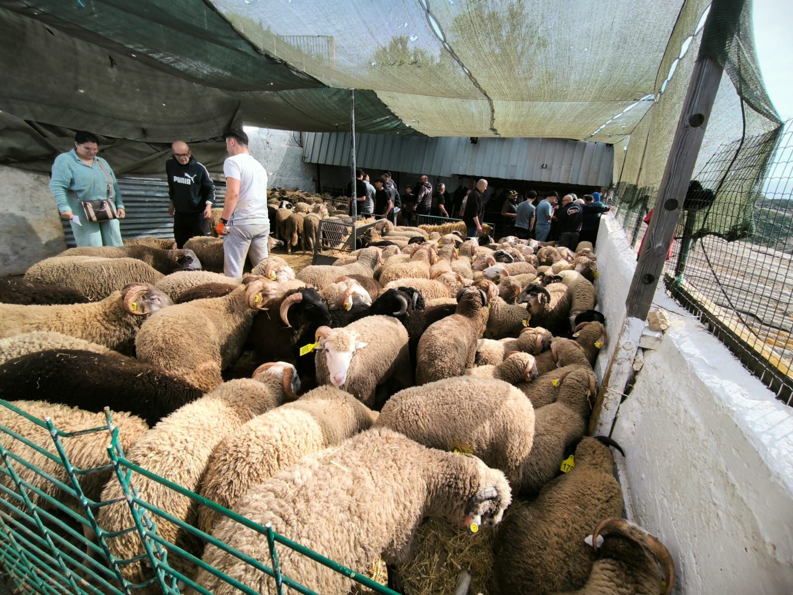 Arranca la cuenta atrás para la Fiesta del Cordero en Ceuta