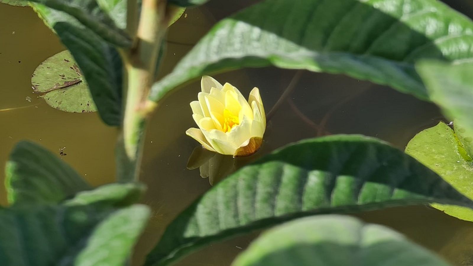 4168_jardin-de-las-esperides-2