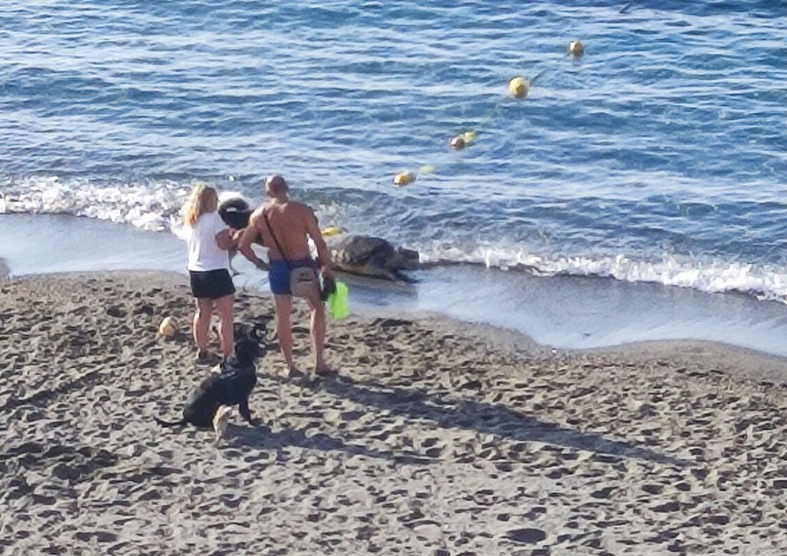 Dos bañistas observan a la tortuga muerta en la orilla de la playa del Chorrillo este jueves. / FOTO CEDIDA