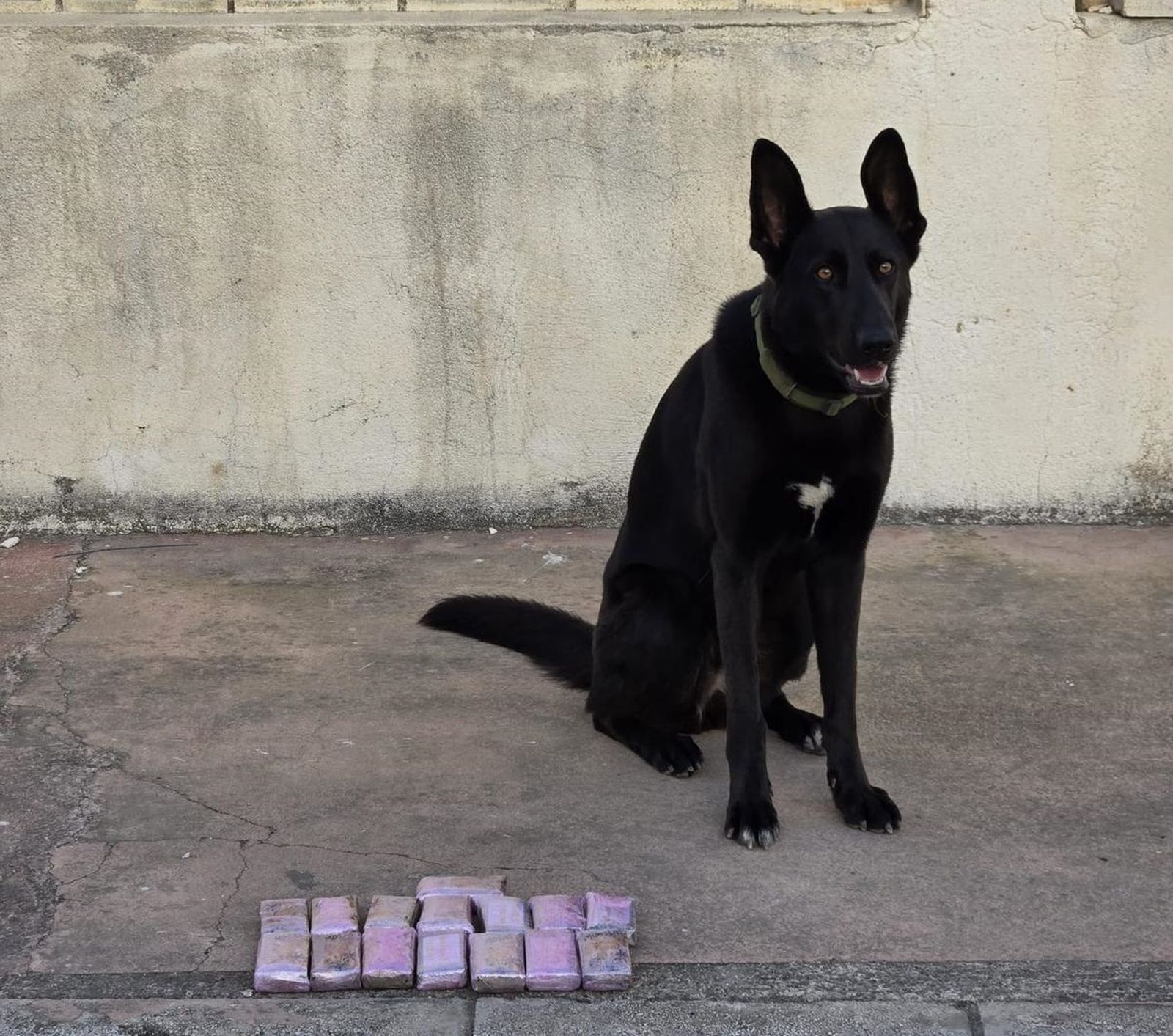 El can con la droga incautada