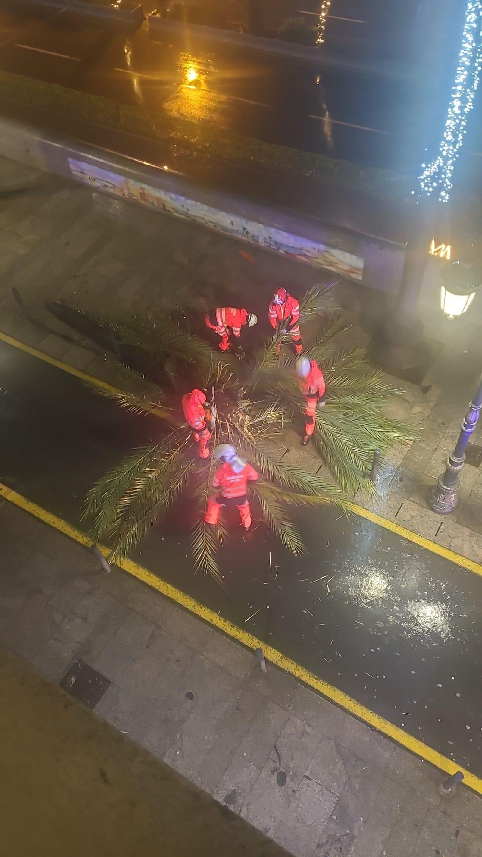 Bomberos recogiendo una palmera