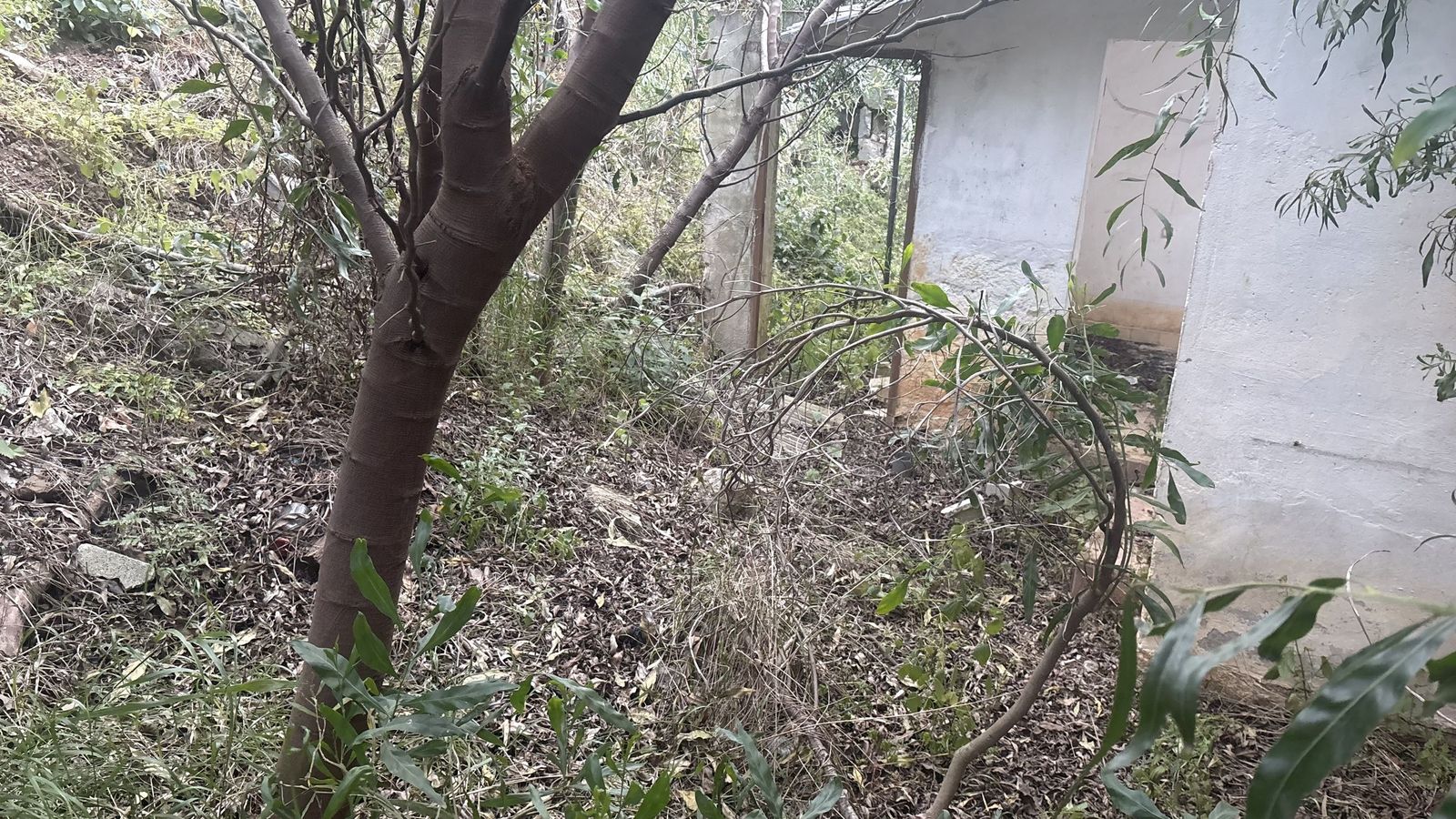 Maleza junto a las instalaciones de la Protectora